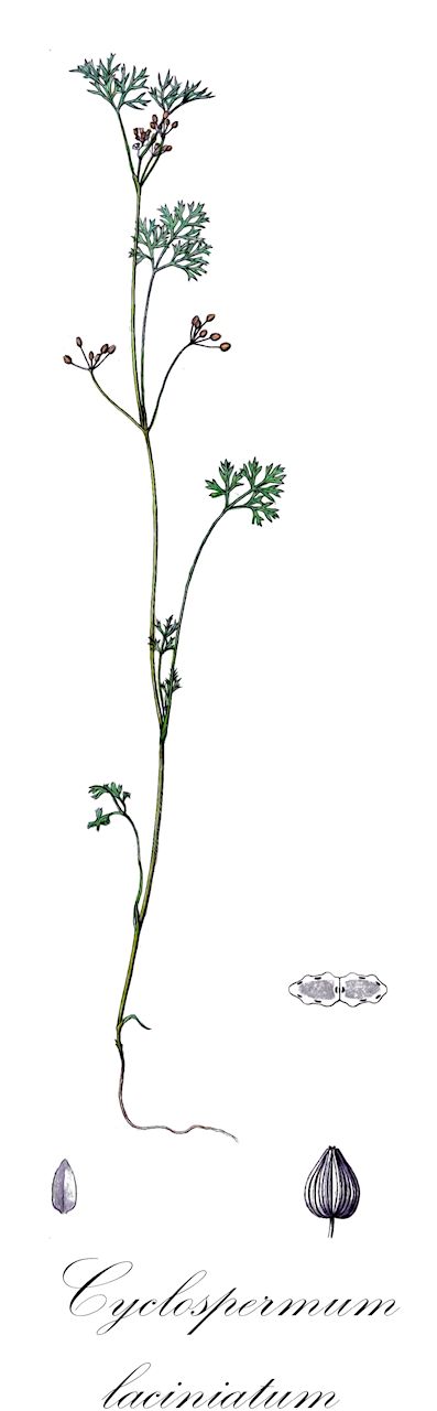 Cyclospermum laciniatum - Apiaceae,Plantae,Pteridobiotina,Angiosperms,Apiales,Apiaceae,Cyclospermum,Cyclospermum laciniatum,Apium biternatum, Apium gracile, Apium laciniatum, Apium laciniatum f. deserticolum, Apium laciniatum f. elatius, Apium laciniatum var. gracile, Apium laciniatum var. hispidulum, Helosciadium biternatum, Helosciadium deserticolum, Helosciadium gracile, Helosciadium laciniatum, Helosciadium laciniatum var. elatius, Helosciadium laciniatum var. humile, Sison laciniatum