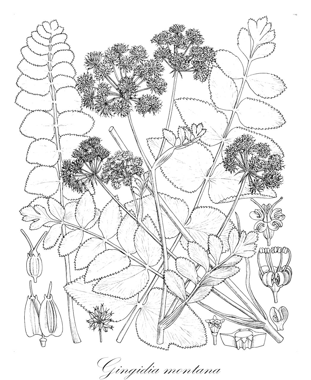 Gingidia montana - Apiaceae,Plantae,Pteridobiotina,Angiosperms,Apiales,Apiaceae,Gingidia,Gingidia montana,Angelica forsteriana, Angelica gingidium, Angelica montana, Anisotome gingidium, Gingidium montanum, Ligusticum gingidium