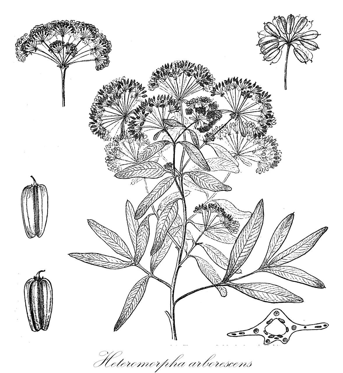 Heteromorpha arborescens - Apiaceae,Plantae,Pteridobiotina,Angiosperms,Apiales,Apiaceae,Heteromorpha,Heteromorpha arborescens,Buprestis arborescens, Franchetella arborescens, Tenoria arborescens