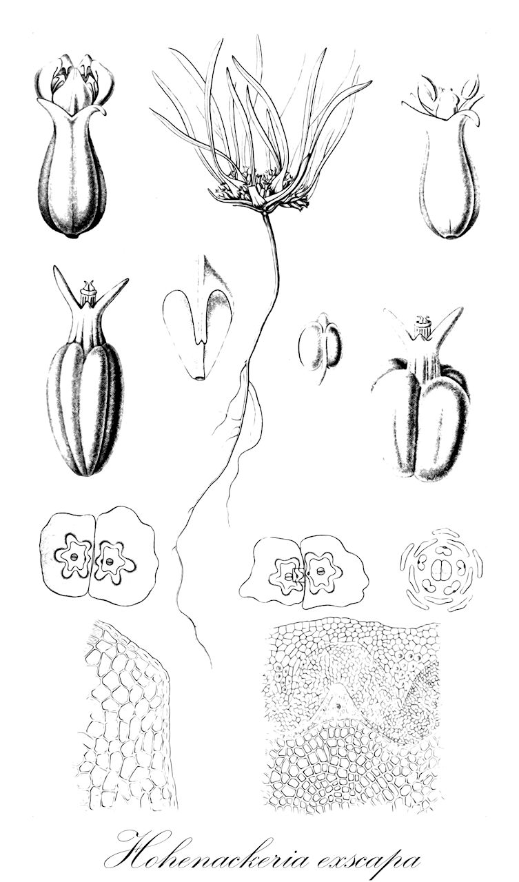 Hohenackeria exscapa - Apiaceae,Plantae,Pteridobiotina,Angiosperms,Apiales,Apiaceae,Hohenackeria,Hohenackeria exscapa,Fedia acaulis, Fedia exscapa, Hohenackeria bupleurifolia, Valerianella exscapa,гогенакерия бесстебельная;yerdili