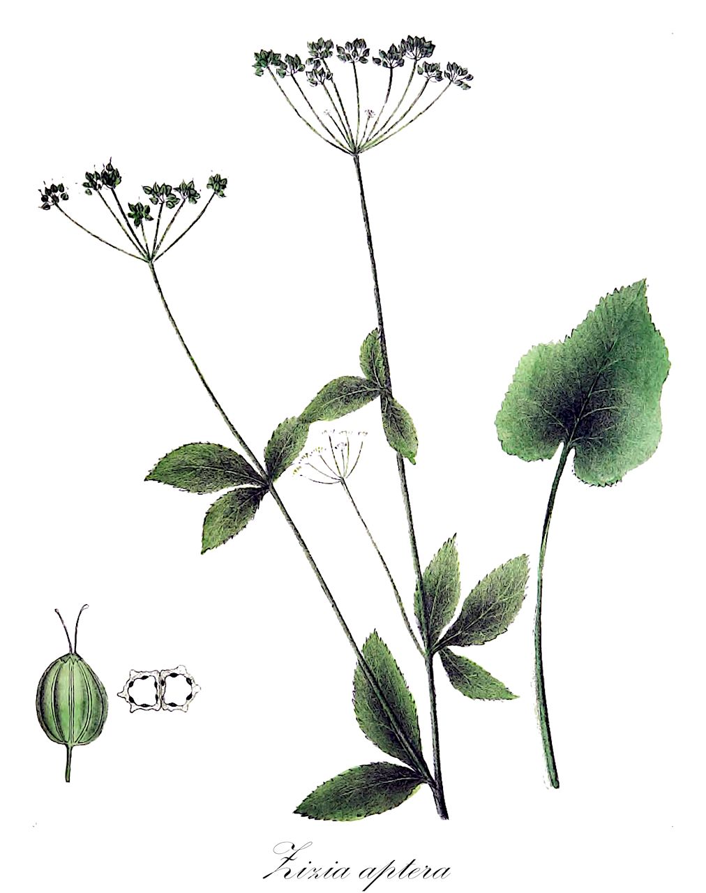Zizia aptera - Apiaceae,Thaspium cordatum, Thaspium trifoliatum var. apterum, Zizia aptera var. aptera, Zizia cordata,Plantae,Pteridobiotina,Angiosperms,Apiales,Apiaceae,Zizia,Zizia aptera