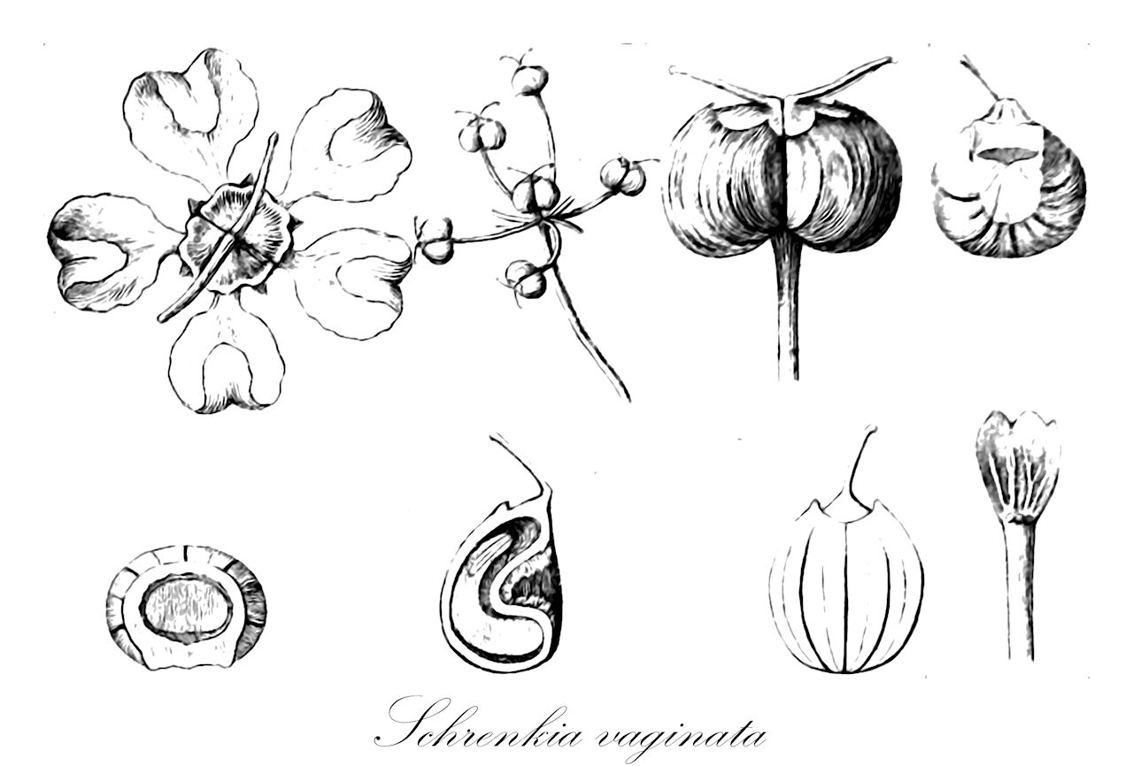 Schrenkia vaginata - Apiaceae,Plantae,Pteridobiotina,Angiosperms,Apiales,Apiaceae,Schrenkia,Schrenkia vaginata,Anidrum vaginatum, Bifora vaginata, Cachrys vaginata, Schrenkia mogoltavica, Schrenkia transitoria