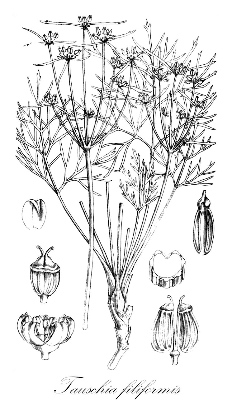 Tauschia filiformis - Apiaceae,Plantae,Pteridobiotina,Angiosperms,Apiales,Apiaceae,Tauschia,Tauschia filiformis,Arracacia filiformis