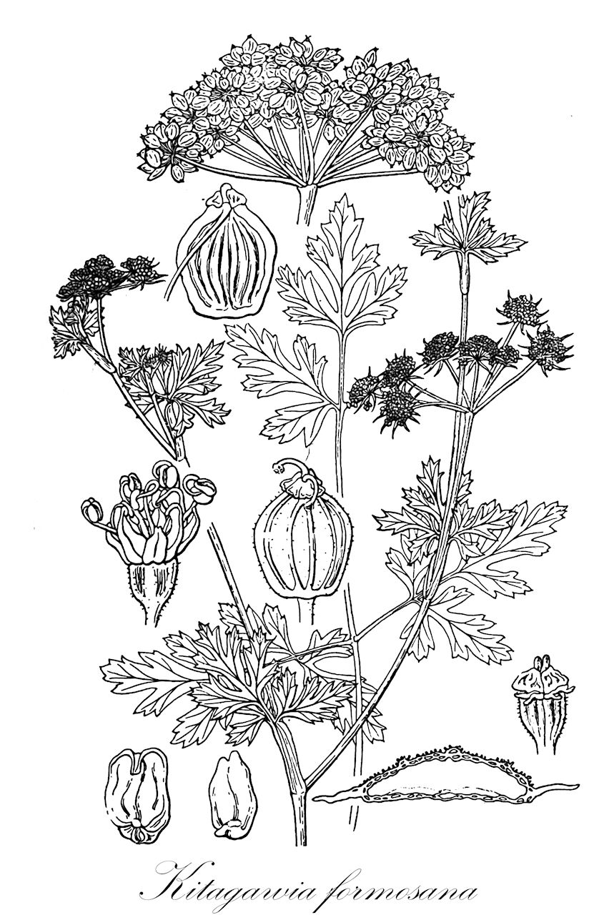 Kitagawia formosana - Apiaceae,Plantae,Pteridobiotina,Angiosperms,Apiales,Apiaceae,Kitagawia,Kitagawia formosana,Peucedanum formosanum, Peucedanum terebinthaceum subsp. formosanum