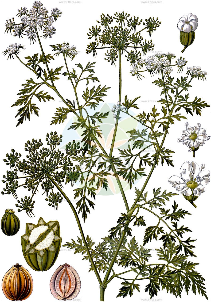 Aethusa cynapium - Apiaceae,Plantae,Pteridobiotina,Angiosperms,Apiales,Apiaceae,Aethusa,Aethusa cynapium,Aethusa cicuta, Aethusa cynica, Aethusa elata, Aethusa micrantha, Aethusa petroselinifolia, Aethusa tenuifolia, Aethusa toxicaria, Cicuta cynapicum, Cicuta cynapium, Cicuta minor, Coriandrum cynapium, Selinum cynapium, Sium cynapium,Hundspetersilie;fool's parsley;dog poison;Ethuse ciguë;Petite ciguë;ciguë des moissons;faux persil;ache des chiens;persil des chiens;persil bâtard;éthuse ciguë;ciguë des jardins;éthuse petite-ciguë;persaille;persil des fous;perejil de perro;perejil falso;apio de perro;cicuta menor;perejil de burro;Cicuta aglina;prezzemolo di cane;cinappio;herba aglina;piccola cicuta;prezzemolo bastardo;hondspeterselie;dolkruid;cicuta-menor;aipo-dos-cães;cicuta-dos-jardins;perejil de perro;salsa-bastarda;salsa-dos-cães;кокорыш обыкновенный;собачья петрушка;it kişnişi;stërpuja;api de gos;etusa;givert bord;julivert bord;julivertassa;divlji peršin;vildpersilja;liten vildpersilja;smal vildpersilja;hundpersille;liden hundepersille;smal hundepersille;blekot pokrzywolistny;blekot pospolity;navadni steničjak;ádáz;tetlucha kozí pysk;pătrunjelul cîinelui;tetlucha kozi pysk;tetucha kozia;собача петрушка звичайна;див магданоз;koeraputk;suņpētersīlis;hundepersille;møllepersille;skogpersille;hukanputki;pikkuhkanputki;rikkahukanputki;дивљи першун;мала кукута;мали першунак;обична кукутица;nuodingoji šunpetrė;αγριομαιντανός