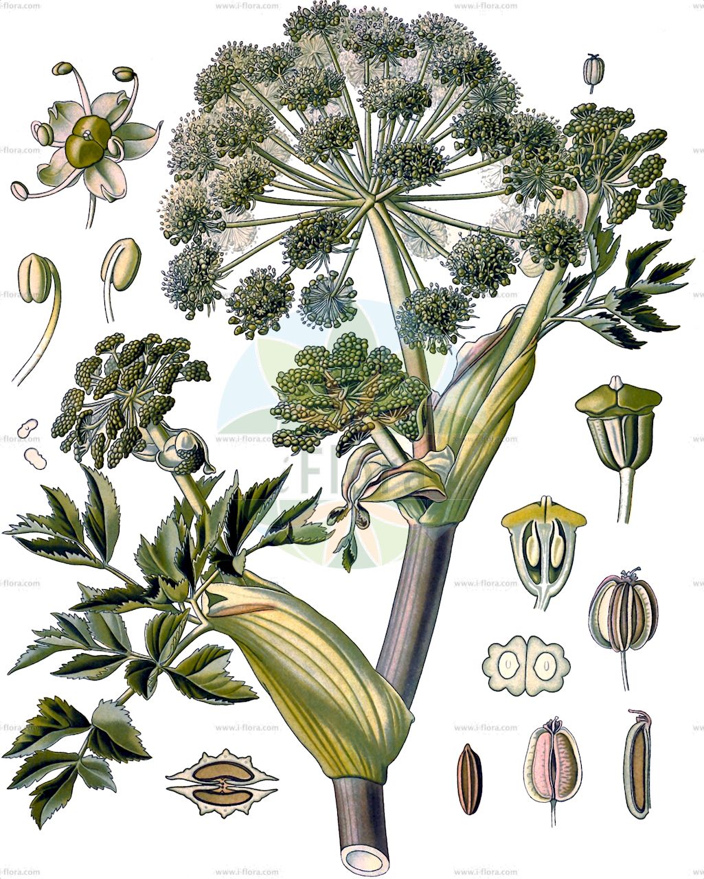 Angelica archangelica - Apiaceae,Plantae,Pteridobiotina,Angiosperms,Apiales,Apiaceae,Angelica,Angelica archangelica,Angelica archangelica subsp. norwegica, Angelica commutata, Angelica discocarpa, Angelica intermedia, Angelica major, Angelica norwegica, Angelica officinalis, Angelica procera, Angelica sativa, Archangelica archangelica, Archangelica commutata, Archangelica discocarpa, Archangelica littoralis, Archangelica norwegica, Archangelica officinalis, Archangelica officinalis subsp. litoralis, Archangelica officinalis var. phyllomana, Archangelica sativa, Archangelica slavica, Archangelica spuria, Ligusticum angelica, Selinum archangelica,Echte Engelwurz;Garten-Engelwurz;Küsten-Engelwurz;Arznei-Engelwurz;Erz-Engelwurz;Angelika;Engelwurz;Edle Engelwurzel;Gewöhnliche Arznei-Engelwurz;garden angelica;common angelica;holy ghost;norwegian angelica;wild celery;angélique officinale;angélique vraie;herbe aux anges;archangélique;angélique sauvage;angelica arcangelica;angelica domestica;arcangelica;angelica arcangelica;groote engelwortel;grote engelwortel;дягиль аптечный;дягиль прибрежный;selemotu;ljekovita anđelika;angelika;kvanne;fjällkvanne;strandkvanne;fjeld-kvan;kvan;strand-kvan;arcydzięgiel litwor;dzięgiel litwor;orvosi angyalgyökér;andělika lékařská;angelică;angelika lekárska;archangelika lekárska;дягель лікарський;лечебна пищялка;kikkaputk;dižzirdzene;fjellkvann;kvann;strandkvann;meriputki;väinönputki;strandhvönn;анђелски корен;обична анђелика;vaistinė šventagaršvė