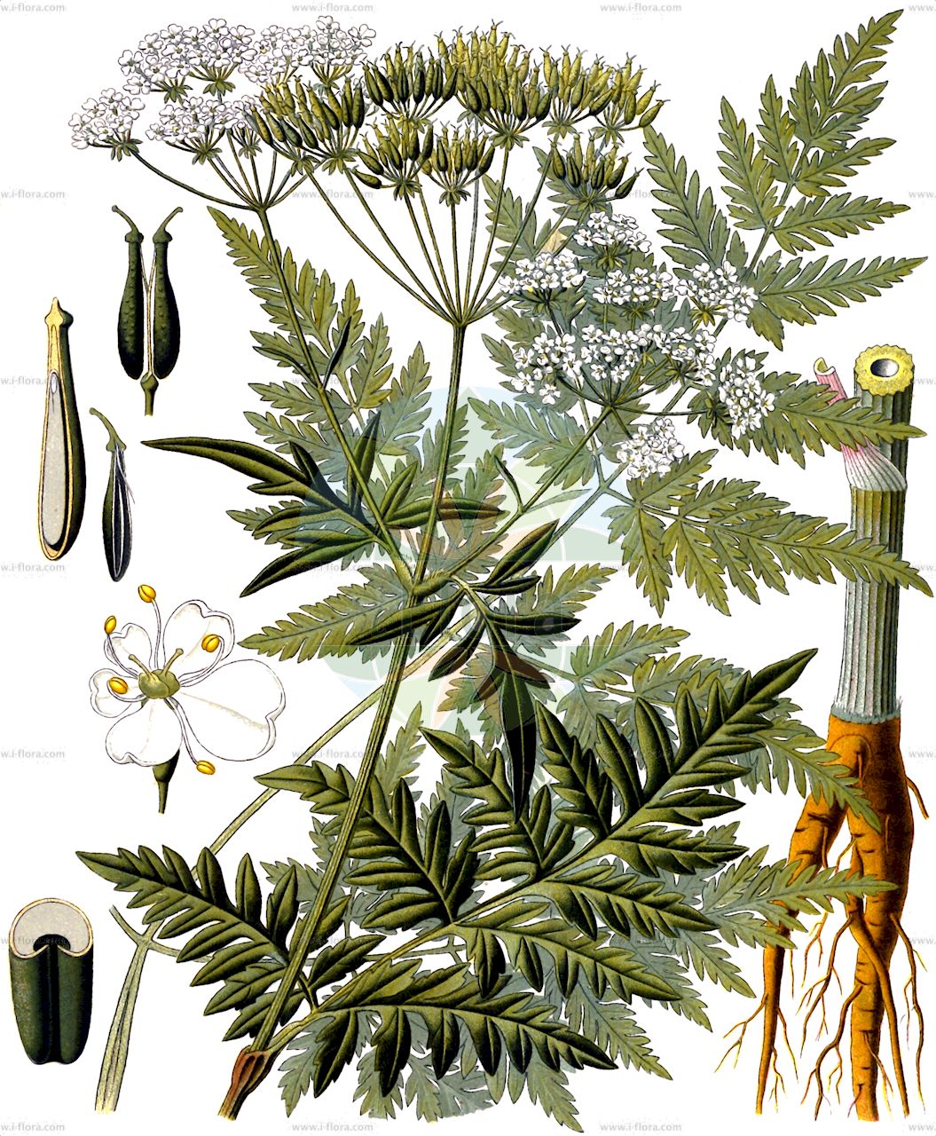 Anthriscus sylvestris - Apiaceae,Plantae,Pteridobiotina,Angiosperms,Apiales,Apiaceae,Anthriscus,Anthriscus sylvestris,Anthriscus alpina, Anthriscus candollei, Anthriscus chaerophyllea, Anthriscus elatior, Anthriscus intermedia, Anthriscus keniensis, Anthriscus keniensis f. gracilis, Anthriscus laevigata, Anthriscus nemorosa, Anthriscus pilosa, Anthriscus procera, Anthriscus sylvestris subsp. aemula, Anthriscus sylvestris subsp. alpina, Anthriscus sylvestris subsp. sylvestris, Anthriscus sylvestris var. abyssinica, Anthriscus sylvestris var. sylvestris, Anthriscus torquata, Anthriscus yunnanensis, Carum sylvestre, Caucalis aequicolorum, Cerefolium sylvestre, Cerefolium tenuifolium, Chaerefolium silvestre, Chaerophyllum affine, Chaerophyllum alpinum, Chaerophyllum angulatum, Chaerophyllum ateanum, Chaerophyllum cadonense, Chaerophyllum ghilanicum, Chaerophyllum infestum, Chaerophyllum lactescens, Chaerophyllum sylvestre, Chaerophyllum sylvestre var. ateanum, Chaerophyllum tumidum, Myrrhis chaerophyllea, Myrrhis chaerophylloides, Myrrhis sylvestris, Myrrhis torquata, Oreochorte yunnanensis, Peucedanum dissectum, Ptychotis sylvestris, Scandix sylvestris,Eigentlicher Wiesen-Kerbel;Wiesen-Kerbel;Wiesenkerbel;Schmalzipfliger Wiesen-Kerbel;Gewöhnlicher Wiesen-Kerbel;Alpen-Wiesen-Kerbel;cow parsley;keck;wild chervil;woodland beak chervil;queen anne's lace;Cerfeuil à divisions étroites;Cerfeuil des prés;anthrisque sauvage;cerfeuil sauvage;cerfeuil d'âne;ciguë blanche;anthriscus sylvestre;cerfeuil des bois;chérophylle sauvage;chérophylle sylvestre;fausse ciguë;persil d'âne;persil des bois;persil sauvage;cerefolio silvestre;jacea;hierba cicutaria;perfolio;cicuta;cicutaria;perifollo borde;zecuta;zibuda;Cerfoglio selvatico;anterisco;cerfoglio dei prati;mirride selvatica;hierba cicutaria;zibuda;fluitekruid;erva-cicutária;cicuta;cicuta-dos-prados;cicutária-dos-prados;купырь лесной;gımı;antriskusi i pyllit;sterpujë;cerfull bord;šumska krasuljica;hundloka;hundkäx;vild kørvel;trybula leśna;shaku;シャク;gozdna krebuljica;erdei turbolya;kerblík lesní;asmaţuchi;asmatui-de-padure;hașmaciucă;trebuľka lesná;бугила лісова;горски азмацук;mets-harakputk;meža suņburkšķis;hundekjeks;koiranputki;skógarkerfill;вељка красуљица;krūminis builis;é sān;峨参;jeon ho;전호