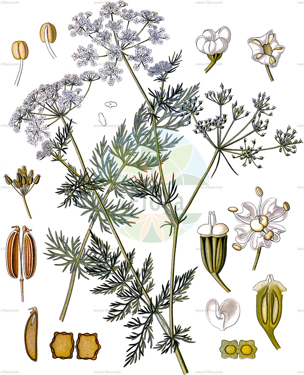 Carum carvi - Apiaceae,Plantae,Pteridobiotina,Angiosperms,Apiales,Apiaceae,Carum,Carum carvi,Apium carvi, Bunium carvi, Carum aromaticum, Carum carvi f. carvi, Carum carvi f. gracile, Carum carvi f. rhodochranthum, Carum carvi f. rubriflorum, Carum carvi subsp. rosellum, Carum carvi var. gracile, Carum decussatum, Carum gracile, Carum officinale, Carum rosellum, Carum velenovskyi, Carvi careum, Falcaria carvifolia, Foeniculum carvi, Karos carvi, Ligusticum carvi, Pimpinella carvi, Selinum carvi, Seseli carum, Seseli carvi, Sium carvi,Wiesen-Kümmel;Echter Kümmel;Kümmel;Feldkümmel;caraway;common caraway;Cumin des prés;carvi;anis des Vosges;carum carvi;cumin des montagnes;carvi;alcaravea;carví;comino de prado;Carvi;Cumino tedesco;cumino dei prati;comino tedesco;anice dei Vosgi;äkta hirs;echte karwij;cuminho;alcaravia;тмин обыкновенный;kimyon;karaboti;karabotit;alcaravia;càrvit;comí de Madrid;comí de prat;cumí;fonoll de prat;kumin;kummin;kommen;kminek zwyczajny;himeuikyô;karumu;kiyarawei;カルム;キヤラウェイ;ヒメウイキヨウ;navadna kumina;kömény;kmín kořenný;chimen;rasca lúčna;кмин звичайний;кимион;обикновен ким;harilik köömen;parastā ķimene;karve;kumina;kúmen;обични ким;paprastasis kmynas;άγριο κύμινο;αγριοκύμινο;κάρον κυμινοειδές;gě lǚ zi;葛缕子;кмен звычайны