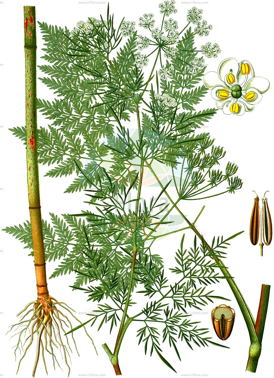 Chaerophyllum bulbosum - Apiaceae,Plantae,Pteridobiotina,Angiosperms,Apiales,Apiaceae,Chaerophyllum,Chaerophyllum bulbosum,Chaerophyllum bulbosum f. glabrum, Chaerophyllum bulbosum var. caucasicum, Chaerophyllum caucasicum, Chaerophyllum laevigatum, Chaerophyllum neglectum, Chaerophyllum rapaceum, Chaerophyllum verticillatum, Myrrhis tuberosa, Polgidon bulbosum, Scandix bulbosa, Selinum bulbosum,Rüben-Kälberkropf;Knolliger Kälberkropf;Kerbelrübe;Rübenkerbel;turnip-root chervil;bulbous chervil;tuberous chervil;turnip-rooted chervil;Chérophylle bulbeux;cerfeuil tubéreux;cerfeuil bulbeux;perifollo bulboso;perifollo tuberoso;cerifolio tuberoso;Cerfoglio bulboso;anacio bulboso;åker-rättika;knolk-Kervel;knolkervel;knolribzaad;бутень клубненосный;бутень луковичный;handok;stërpuja me qepujkë;lukovičasta krabljica;hund-floka;röt-körvel;hundfloka;rotkörvel;kørvelroe;świerząbek bulwiasty;gomoljasto trebelje;csemege baraboly;krabilice hlíznatá;baraboi;krabilice hlíznatá;krkoška hľuznatá;бутень бульбистий;грудков балдаран;mugul-varesputk;bumbuļu kārvele;knollkjeks;mukulakirveli;велика шарена трстика;gumboatasis gurgždis