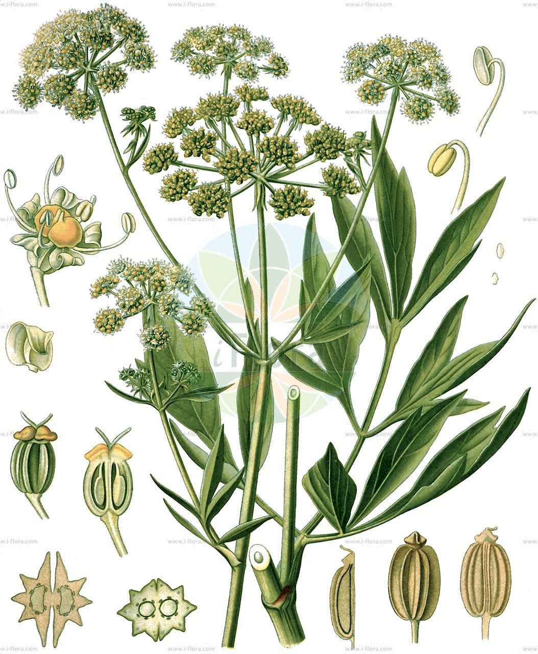 Levisticum officinale - Apiaceae,Plantae,Pteridobiotina,Angiosperms,Apiales,Apiaceae,Levisticum,Levisticum officinale,Angelica levisticum, Angelica paludapifolia, Hipposelinum levisticum, Ligusticum levisticum, Selinum levisticum,Liebstöckel;Maggikraut;Garten-Liebstöckel;lovage;garden lovage;Herbe à Maggi;Livèche officinale;livèche;ache de montagne;céleri perpétuel;lévistique officinale;levística;Levistico;legustico;sedano di montagna;lavas;ligústico;levístico;любисток аптечный;levistik;levístic;ljekoviti ljupčac;libsticka;løvstikke;lubczyk ogrodowy;navadni luštrek;lestyán;libeček lékařský;ľuboček liečivý;любисток лікарський;селим;løpstikke;liperi