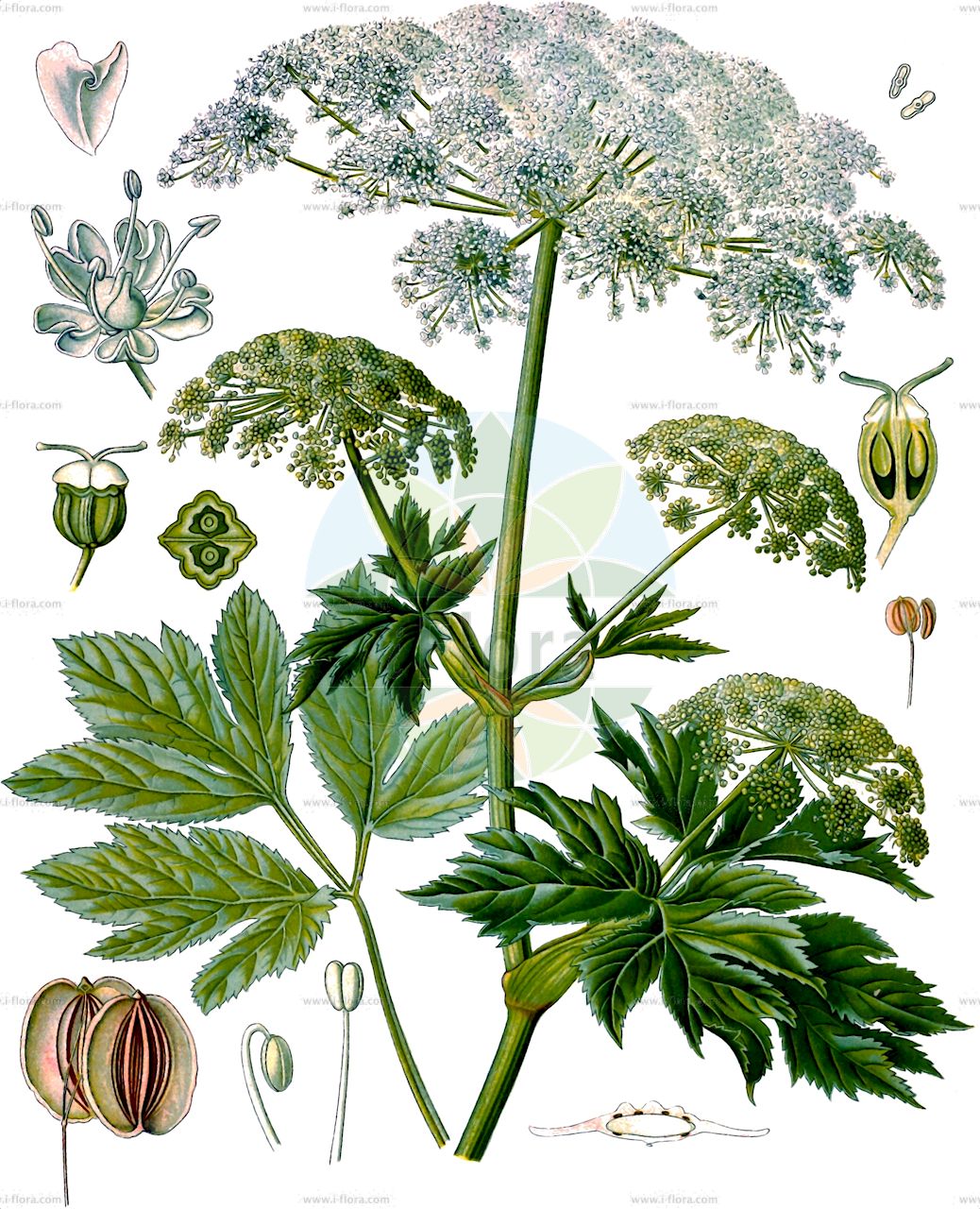 Peucedanum ostruthium - Apiaceae,Plantae,Pteridobiotina,Angiosperms,Apiales,Apiaceae,Peucedanum,Peucedanum ostruthium,Angelica officinalis, Angelica ostruthium, Imperatoria aromatica, Imperatoria major, Imperatoria major, Imperatoria ostruthium, Imperatoria trilobata, Imperatoria triternata, Ostruthium officinale, Selinum imperatoria, Selinum ostruthium,Meisterwurz;masterwort;hog fennel;milk parsley;Peucédan impératoire;impératoire;benjoin;autruche;benjoin français;impératoire officinale;ostruche;ostrute;peucédan ostruthium;peucédane impératoire;imperatoria;Imperatoria vera;imperatoria;elafobosco;erba renna;imperatoria comune;meesterwortel;imperatòria;salsufragi;boskva;mästerrot;mesterrod;gorysz miarz;jaščarica silj;mestergyökér;smldník všedobr;všedobr horský;všeliek hojivý;mesterrot