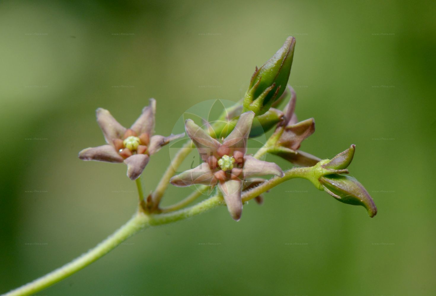Vincetoxicum juzepczukii - Apocynaceae,Plantae,Pteridobiotina,Angiosperms,Gentianales,Apocynaceae,Vincetoxicum,Vincetoxicum juzepczukii,Alexitoxicon juzepczukii, Antitoxicum juzepczukii, Cynanchum juzepczukii, Vincetoxicum juzepczukii,винцетоксикум Юзепчука;ластовень Юзепчука;ластовень юзепчука