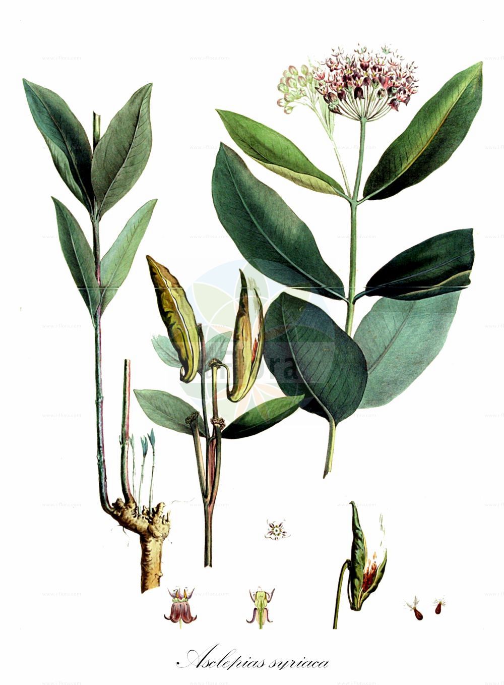 Asclepias syriaca - Apocynaceae,Plantae,Pteridobiotina,Angiosperms,Gentianales,Apocynaceae,Asclepias,Asclepias syriaca,Asclepias apocinum, Asclepias capitellata, Asclepias consanguinea, Asclepias cornuti, Asclepias fragrans, Asclepias globosa, Asclepias grandifolia, Asclepias illinoensis, Asclepias intermedia, Asclepias obtusifolia, Asclepias pubescens, Asclepias pubigera, Asclepias serica, Asclepias syriaca f. inermis, Asclepias syriaca f. leucantha, Asclepias syriaca f. polyphylla, Asclepias syriaca f. syriaca, Asclepias syriaca var. syriaca,Echte Seidenpflanze;Gewöhnliche seidenpflanze;Seidenpflanze;Syrische Seidenpflanze;butterfly flower;common milkweed;silkweed;virginia silkweed;silky swallow-wort;wild cotton;Asclépiade de Syrie;Plante à la ouate;asclépiade de Cornuti;herbe à la ouate;herbe aux perruches;asclepia;vencetosigo comun;algodoncillo;vencetosigo común;Albero della seta;Lino d'India;zijdeplant;melkkruid;ваточник сирийский;ластовень сирийский;ластовник;эскулапова трава;kërpi i Sirisë;prava svilenica;trojeść amerykańska;sirska svilnica;selyemkóró;klejicha hedvábná;klejicha vatočník;ceara albinei;glejovka americká;glejovka sýrska;ваточник сірійський;асклепиас;пустенолисна свиленица;циганско перје