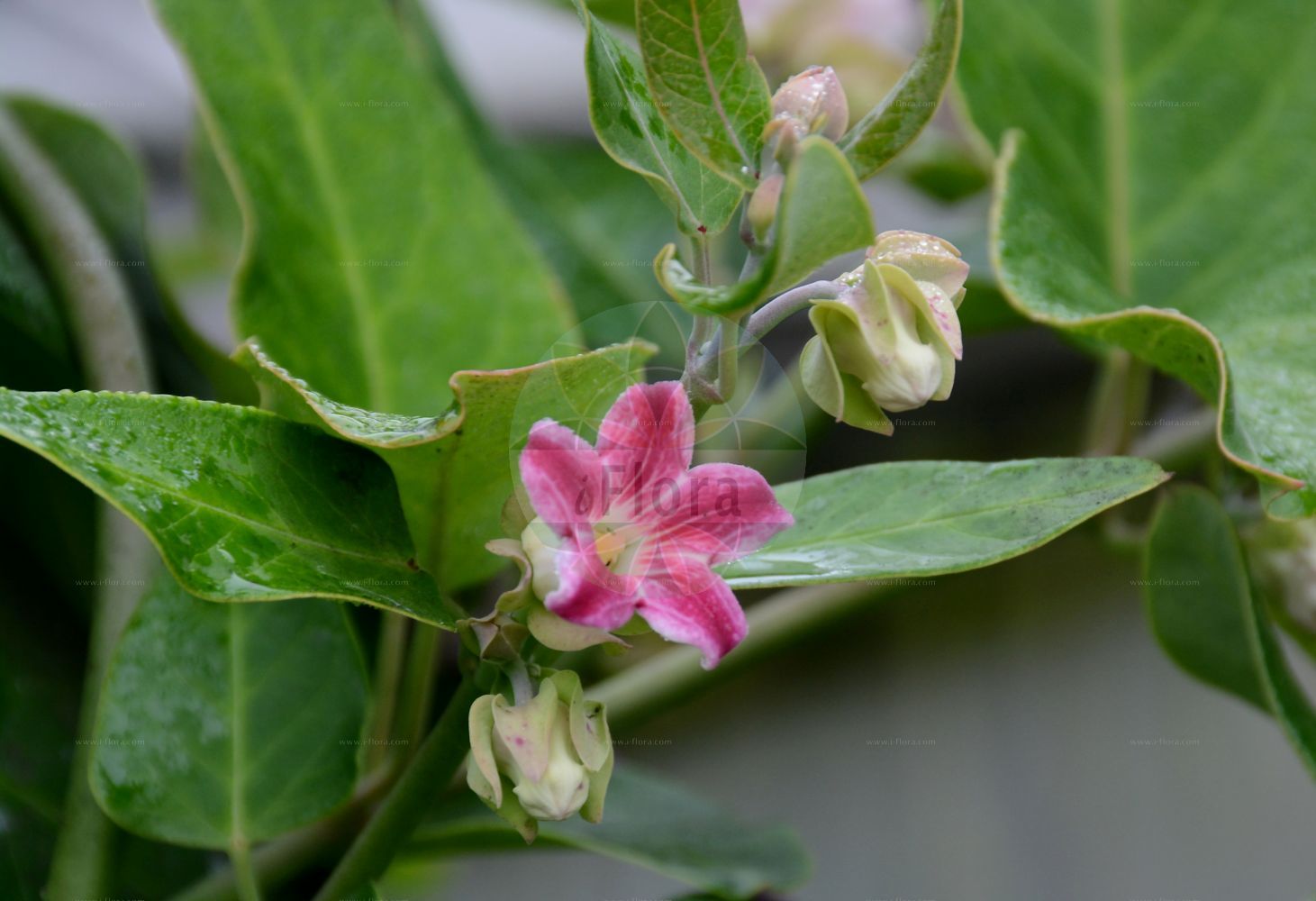 Araujia sericifera - Apocynaceae,Plantae,Pteridobiotina,Angiosperms,Gentianales,Apocynaceae,Araujia,Araujia sericifera,Apocynum volubile, Araujia albens, Araujia calycina, Araujia hortorum, Araujia sericifera f. calycina, Araujia sericifera f. hortorum, Araujia sericifera f. hortorum, Araujia sericifera var. hortorum, Araujia undulata, Physianthus albens,Araujie;araujia porte-soie;plante cruelle;arauja;planta cruel;árvore-de-seda;paina-de-seda;sumaúma;арауджия;араужия шелковистая;miraguà de jardí;fjärilsgömmesläkt;aruyah mishyanit;אָרוּיָה מִשְׁיָנִית