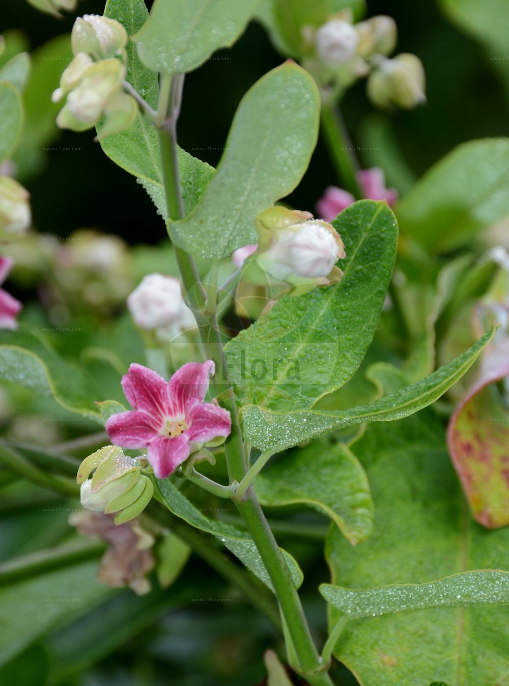 Araujia sericifera - Apocynaceae,Plantae,Pteridobiotina,Angiosperms,Gentianales,Apocynaceae,Araujia,Araujia sericifera,Apocynum volubile, Araujia albens, Araujia calycina, Araujia hortorum, Araujia sericifera f. calycina, Araujia sericifera f. hortorum, Araujia sericifera f. hortorum, Araujia sericifera var. hortorum, Araujia undulata, Physianthus albens,Araujie;araujia porte-soie;plante cruelle;arauja;planta cruel;árvore-de-seda;paina-de-seda;sumaúma;арауджия;араужия шелковистая;miraguà de jardí;fjärilsgömmesläkt;aruyah mishyanit;אָרוּיָה מִשְׁיָנִית