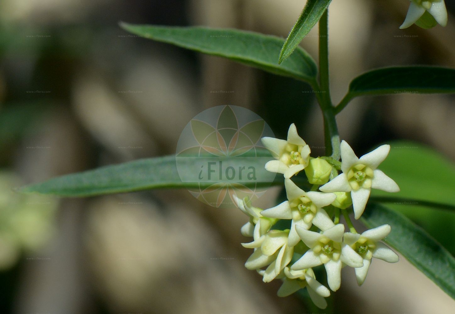 Vincetoxicum hirundinaria - Apocynaceae,Plantae,Pteridobiotina,Angiosperms,Gentianales,Apocynaceae,Vincetoxicum,Vincetoxicum hirundinaria,Alexitoxicon officinale, Alexitoxicon vincetoxicum, Antitoxicum officinale, Asclepias alexitoxica, Asclepias toxicaria, Asclepias vincetoxicum, Cynanchum kenowiense, Cynanchum vincetoxicum, Vincetoxicum officinale, Vincetoxicum vincetoxicum,Weiße Schwalbenwurz;Schwalbenwurz;white swallow-wort;common vincetoxicum;swallow-wort;Dompte-venin officinal;dompte-venin;asclépiade blanche;contre-poison;hirundinaria;matatósigo negro;pimiento silvestre;vencetósigo;Vincetossico comune;vincitossico;erba seta;asclepiade;engbloem;witte engbloem;erva-contra-veneno;erva-contraveneno;raíz-contraveneno;vincetóxico;винцетоксикум ласточкин;ластовень ласточкин;ластовень ласточковый;ластовень лекарственный;ластовень меловой;ластовень рыхлый;ластовень ставропольский;ласточник обыкновенный;kuş gavurbiberi;qenmbytëse;qenmbytsja helmmundëse;herba del veri;masera;masera vera;bijeli lastavičnjak;tulkört;ciemiężyk białokwiatowy;navadni kokoševec;közönséges méreggyilok;tolita lékařská;luskáč lekársky;ластовень лікарський;обикновен устрел;lood-angersvars;ārstniecības indaine;svalerot;käärmeenpistonyrtti;дивља паприка;обична ластавина;šlakinė kregždūnė;βιντσετοξικόν φαρμακευτικόν
