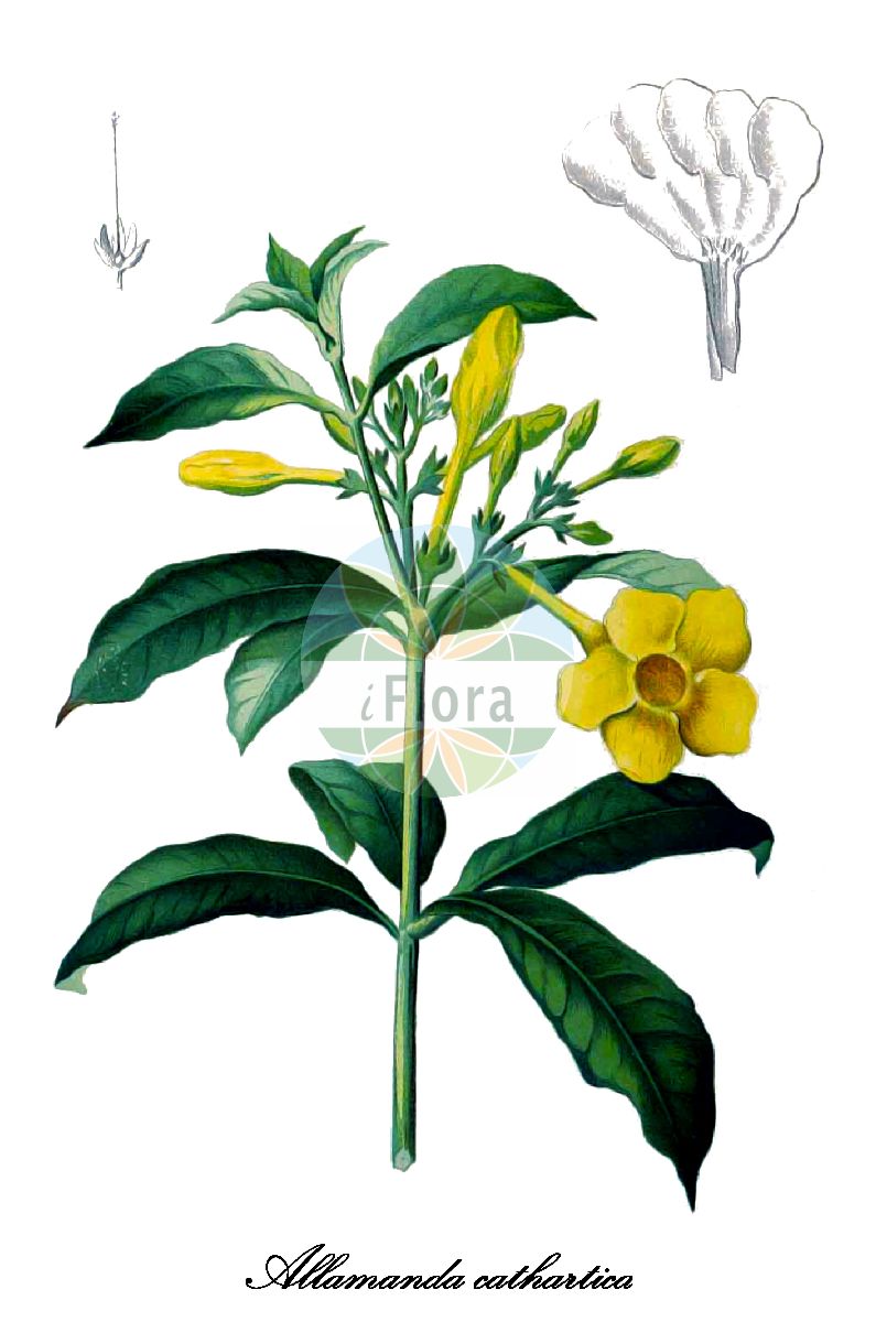 Allamanda cathartica - Apocynaceae,Plantae,Pteridobiotina,Angiosperms,Gentianales,Apocynaceae,Allamanda,Allamanda cathartica,Allamanda aubletii, Allamanda cathartica f. salicifolia, Allamanda cathartica var. grandiflora, Allamanda cathartica var. hendersonii, Allamanda chelsonii, Allamanda grandiflora, Allamanda hendersonii, Allamanda latifolia, Allamanda linnei, Allamanda salicifolia, Allamanda schottii, Allamanda wardleyana, Allamanda williamsii, Echites verticillatus, Orelia grandiflora