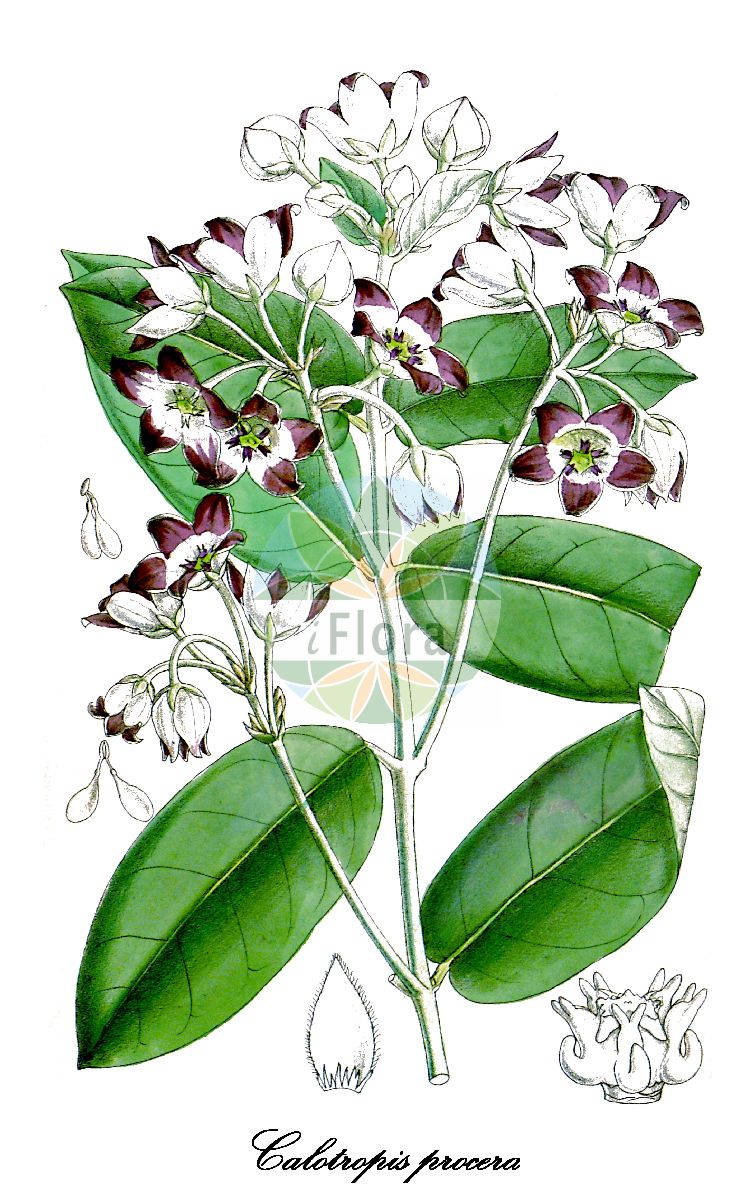 Calotropis procera - Apocynaceae,Plantae,Pteridobiotina,Angiosperms,Gentianales,Apocynaceae,Calotropis,Calotropis procera,Apocynum syriacum, Apocynum syriacum, Asclepias gigantea, Asclepias patula, Asclepias procera, Calotropis gigantea var. procera, Calotropis hamiltonii, Calotropis heterophylla, Calotropis inflexa, Calotropis persica, Calotropis procera subsp. hamiltonii, Calotropis syriaca, Calotropis wallichii, Madorius procerus,algodón de seda;bomba;calotropo;algodão-de-seda;ciumeira;petilat-hammidbar haggedolah;פְּתִילַת-הַמִּדְבָּר הַגְּדוֹלָה