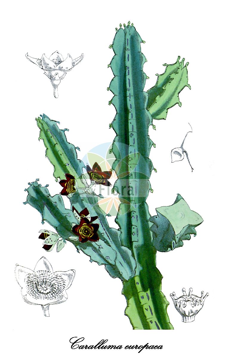 Apteranthes europaea - Apocynaceae,Plantae,Pteridobiotina,Angiosperms,Gentianales,Apocynaceae,Apteranthes,Apteranthes europaea,Apteranthes europaea subsp. gusssoneana, Apteranthes europaea var. affinis, Apteranthes europaea var. albotigrina, Apteranthes europaea var. barrueliana, Apteranthes europaea var. confusa, Apteranthes europaea var. decipiens, Apteranthes europaea var. gattefossei, Apteranthes europaea var. marmaricensis, Apteranthes europaea var. micrantha, Apteranthes europaea var. schmuckiana, Apteranthes europaea var. simonis, Apteranthes europaea var. tristis, Apteranthes gussoneana, Boucerosia europaea, Boucerosia gussoniana, Caralluma affinis, Caralluma confusa, Caralluma europaea, Caralluma europaea f. parviflora, Caralluma europaea subsp. gussoneana, Caralluma europaea subsp. maroccana, Caralluma europaea var. affinis, Caralluma europaea var. albotigrina, Caralluma europaea var. barrueliana, Caralluma europaea var. confusa, Caralluma europaea var. decipiens, Caralluma europaea var. gattefossei, Caralluma europaea var. marmaricensis, Caralluma europaea var. maroccana, Caralluma europaea var. micrantha, Caralluma europaea var. schmuckiana, Caralluma europaea var. simonis, Caralluma europaea var. tristis, Caralluma maroccana var. gattefossei, Caralluma negevensis, Caralluma simonis, Desmidorchis europaea, Piaranthus gussoneanus, Stapelia europaea, Stapelia gussoneana, Stapelia italica, Stapelia lampadosa,chumberillo;chumberillo de lobo;empeinadora;espinal;penquilla;penquilla del campo;fior di tigre;караллума европейская;караллюма европейская;etzboa eiroppi;אֶצְבּוֹעַ אֵירוֹפִּי