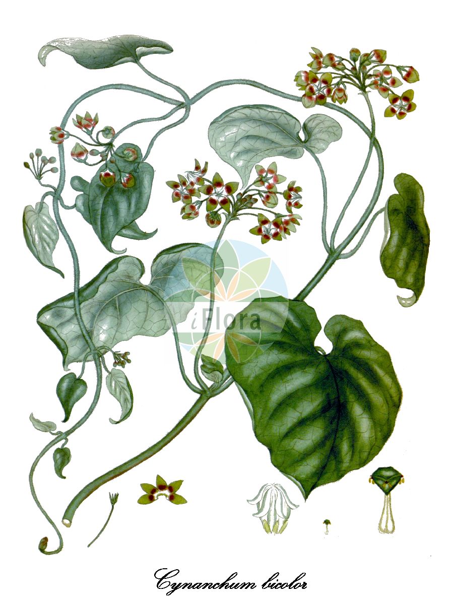 Pergularia daemia - Apocynaceae,Plantae,Pteridobiotina,Angiosperms,Gentianales,Apocynaceae,Pergularia,Pergularia daemia,Asclepias daemia, Asclepias echinata, Asclepias echinata, Asclepias scandens, Cynanchum bicolor, Daemia bicolor, Daemia extensa, Doemia cordifolia, Doemia extensa, Doemia forskali, Doemia guineensis, Doemia scandens, Pergularia daemia var. daemia