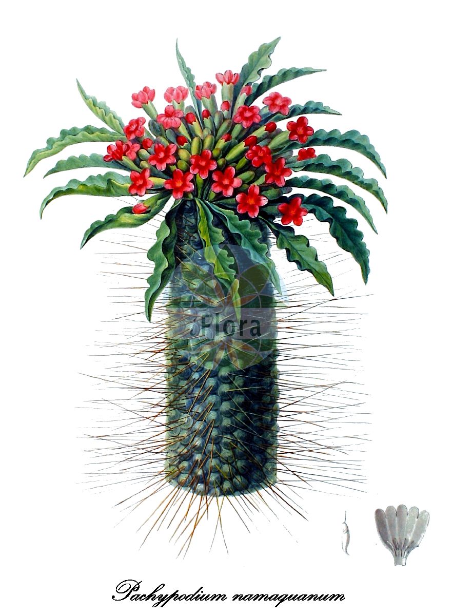 Pachypodium namaquanum - Apocynaceae,Plantae,Pteridobiotina,Angiosperms,Gentianales,Apocynaceae,Pachypodium,Pachypodium namaquanum,Adenium namaquanum,Klumpfuß