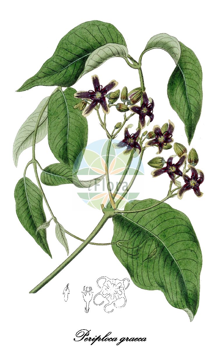 Periploca graeca - Apocynaceae,Plantae,Pteridobiotina,Angiosperms,Gentianales,Apocynaceae,Periploca,Periploca graeca,Asclepias dioscoridis, Periploca laeta, Periploca maculata,Griechische Baumschlinge;périploca de Grèce;bourreau des arbres;périploque;periploca;periploca greca;periploca maggiore;обвойник греческий;garipler urganı;shtalpër;shtalpra;periploca grega;grčka luštrika;görögtekercs;svidna grécka;обвійник грецький;гърбач;chalbiv yevani;חַלְבִּיב יְוָנִי;siġra tal-ħarir;περιπλοκάς γραική