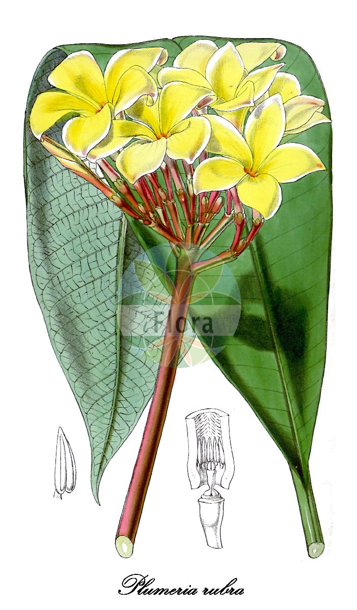 Plumeria rubra - Apocynaceae,Plantae,Pteridobiotina,Angiosperms,Gentianales,Apocynaceae,Plumeria,Plumeria rubra,Plumeria acuminata, Plumeria acutifolia, Plumeria acutifolia var. gasparrinii, Plumeria angustifolia, Plumeria arborea, Plumeria arborescens, Plumeria aurantia, Plumeria aurantia, Plumeria aurantiaca, Plumeria bicolor, Plumeria blandfordiana, Plumeria carinata, Plumeria conspicua, Plumeria gouanii, Plumeria incarnata, Plumeria incarnata var. milleri, Plumeria jamesonii, Plumeria kerrii, Plumeria kunthiana, Plumeria lambertiana, Plumeria loranthifolia, Plumeria lutea, Plumeria macrophylla, Plumeria mariaelenae, Plumeria megaphylla, Plumeria mexicana, Plumeria milleri, Plumeria mollis, Plumeria northiana, Plumeria purpurea, Plumeria rubra f. acuminata, Plumeria rubra f. acutifolia, Plumeria rubra f. lutea, Plumeria rubra f. rubra, Plumeria rubra f. tricolor, Plumeria rubra f. typica, Plumeria rubra var. acuminata, Plumeria rubra var. acutifolia, Plumeria tenuifolia, Plumeria tricolor,Rote Frangipani