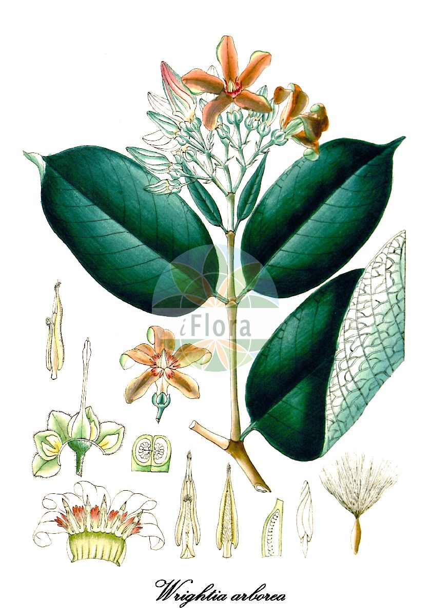 Wrightia arborea - Apocynaceae,Plantae,Pteridobiotina,Angiosperms,Gentianales,Apocynaceae,Wrightia,Wrightia arborea,Beaumontia wallichii, Chonemorpha vestita, Echites tomentosus, Echites vestitus, Hunteria eugeniifolia, Nerium coraea, Nerium tomentosum, Periploca arborea, Wrightia coalita, Wrightia coraia, Wrightia hamiltoniana, Wrightia mollissima, Wrightia mollissima, Wrightia pubescens, Wrightia rheedei, Wrightia tomentosa, Wrightia wallichii