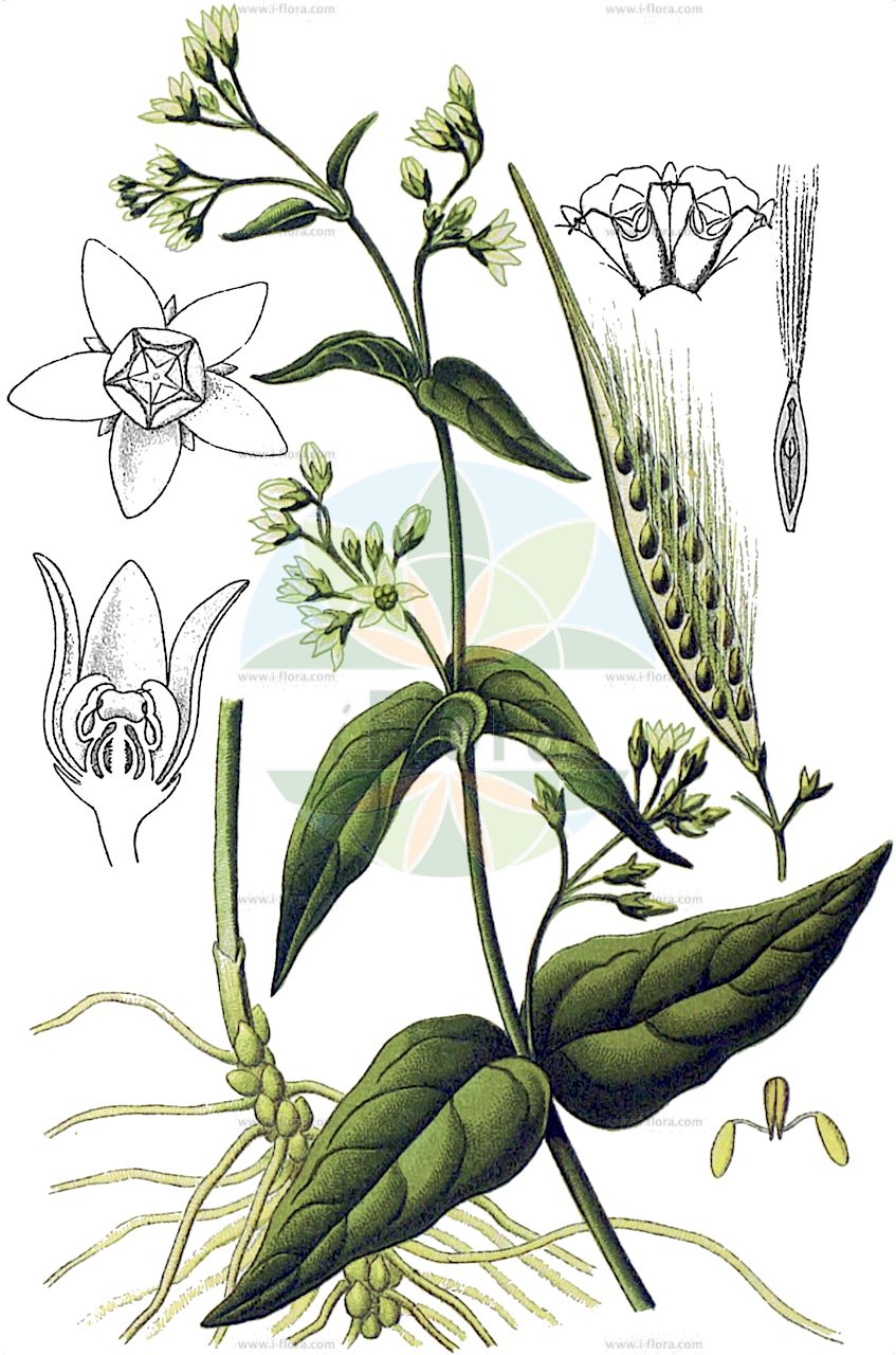 Vincetoxicum hirundinaria - Apocynaceae,Plantae,Pteridobiotina,Angiosperms,Gentianales,Apocynaceae,Vincetoxicum,Vincetoxicum hirundinaria,Alexitoxicon officinale, Alexitoxicon vincetoxicum, Antitoxicum officinale, Asclepias alexitoxica, Asclepias toxicaria, Asclepias vincetoxicum, Cynanchum kenowiense, Cynanchum vincetoxicum, Vincetoxicum officinale, Vincetoxicum vincetoxicum,Weiße Schwalbenwurz;Schwalbenwurz;white swallow-wort;common vincetoxicum;swallow-wort;Dompte-venin officinal;dompte-venin;asclépiade blanche;contre-poison;hirundinaria;matatósigo negro;pimiento silvestre;vencetósigo;Vincetossico comune;vincitossico;erba seta;asclepiade;engbloem;witte engbloem;erva-contra-veneno;erva-contraveneno;raíz-contraveneno;vincetóxico;винцетоксикум ласточкин;ластовень ласточкин;ластовень ласточковый;ластовень лекарственный;ластовень меловой;ластовень рыхлый;ластовень ставропольский;ласточник обыкновенный;kuş gavurbiberi;qenmbytëse;qenmbytsja helmmundëse;herba del veri;masera;masera vera;bijeli lastavičnjak;tulkört;ciemiężyk białokwiatowy;navadni kokoševec;közönséges méreggyilok;tolita lékařská;luskáč lekársky;ластовень лікарський;обикновен устрел;lood-angersvars;ārstniecības indaine;svalerot;käärmeenpistonyrtti;дивља паприка;обична ластавина;šlakinė kregždūnė;βιντσετοξικόν φαρμακευτικόν