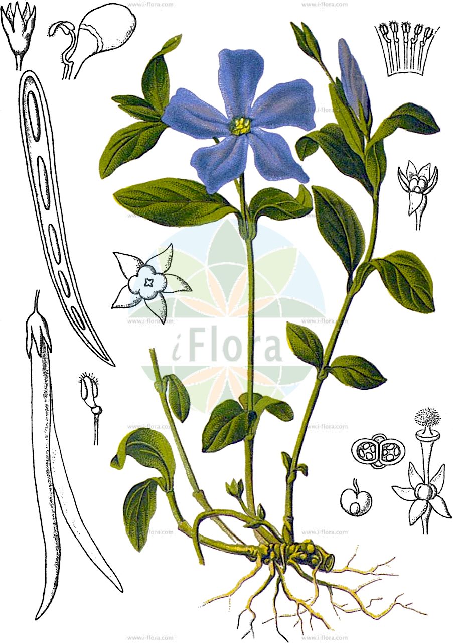 Vinca minor - Apocynaceae,Plantae,Pteridobiotina,Angiosperms,Gentianales,Apocynaceae,Vinca,Vinca minor,Pervinca heterophyla, Pervinca minor, Pervinca procumbens, Pervinca repens, Vinca acutiflora, Vinca ellipticifolia, Vinca humilis, Vinca intermedia, Vinca minor var. intermedia, Vinca minor var. sabinka,Kleines Immergrün;lesser periwinkle;common periwinkle;myrtle;periwinkle;Petite pervenche;bergère;buis bâtard;pervenche;pervenche mineure;petit sorcier;violette de serpent;violette des morts;violette des sorciers;voinchère;pervinca comun;brusela;pervinca común;brancaporbrinca;brusela menor;clemátida;hierba ciega;hierba doncella;ojos azules;pervinca;vileta gañatera;vinca pervinca;violeta de la bruja;Pervinca minore;rivier-fonteinkruid;kleine maagdepalm;kleine maagenpalm;congonha;congossa;congossa-menor;pervinca-menor;sempre-noiva;барвинок малый;rozet çiçeği;bed i vogël;mënekshe gomari;menekshe gomari më e vogël;donzella;pervinca;vinca petita;mali zimzelen;ringel-wikke;vintergröna;vanlig singrön;barwinek pospolity;navadni zimzelen;kis télizöld;barvínek menší;brčál barvínek;brčál menší;saschiu;zimozel menší;zimozeleň menšia;барвінок малий;дребен зимхелен;малък зимхелен;väike igihali;mazā kapmirte;gravmyrt;pikkutalvio;šliaužiančioji žiemė;βίγκα ελάχιστη;μικρή βίνκα