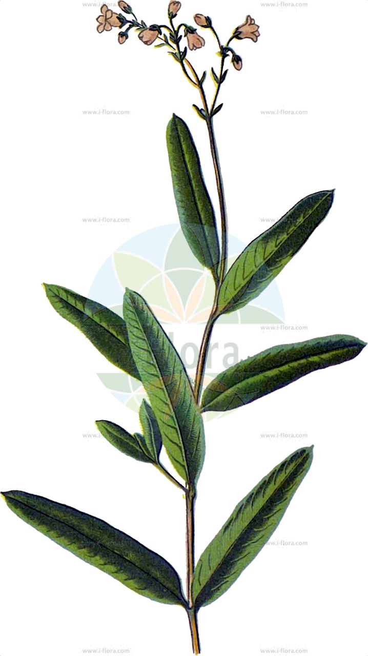 Apocynum venetum - Apocynaceae,Plantae,Pteridobiotina,Angiosperms,Gentianales,Apocynaceae,Apocynum,Apocynum venetum,Apocynum venetum var. anomalum, Apocynum venetum var. brachycarpum, Apocynum venetum var. latifolium, Apocynum venetum var. longifolium, Apocynum venetum var. oblongifolium, Poacynum venetum, Trachomitum venetum, Trachomitum venetum var. ellipticifolium, Trachomitum venetum var. lancifolium,Hundsgift;apocyn vénétien;luobuma;apocino veneto;luobuma;кутра;пуховик;pembekız;toina wenecka;toja syberyjska;синя тойна;sam-kelev mizrachi;סַם-כֶּלֶב מִזְרָחִי;luo bu ma;luó bù má;罗布麻;gaejeonghyankpul;개정향풀