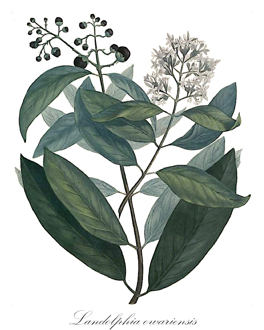 Landolphia owariensis - Apocynaceae,Plantae,Pteridobiotina,Angiosperms,Gentianales,Apocynaceae,Landolphia,Landolphia owariensis,Landolphia droogmansiana, Landolphia gentilii, Landolphia glaberrima, Landolphia humilis, Landolphia leiocalyx, Landolphia mayumbensis, Landolphia miegeana, Landolphia owariensis var. leiocalyx, Landolphia owariensis var. owariensis, Landolphia owariensis var. rubiginosa, Landolphia owariensis var. tomentella, Landolphia owariensis var. tomentosa, Landolphia pierrei, Landolphia stapfiana, Landolphia stolzii, Landolphia tomentella, Landolphia turbinata, Pacouria owariensis, Paederia owariensis, Vahea owariensis
