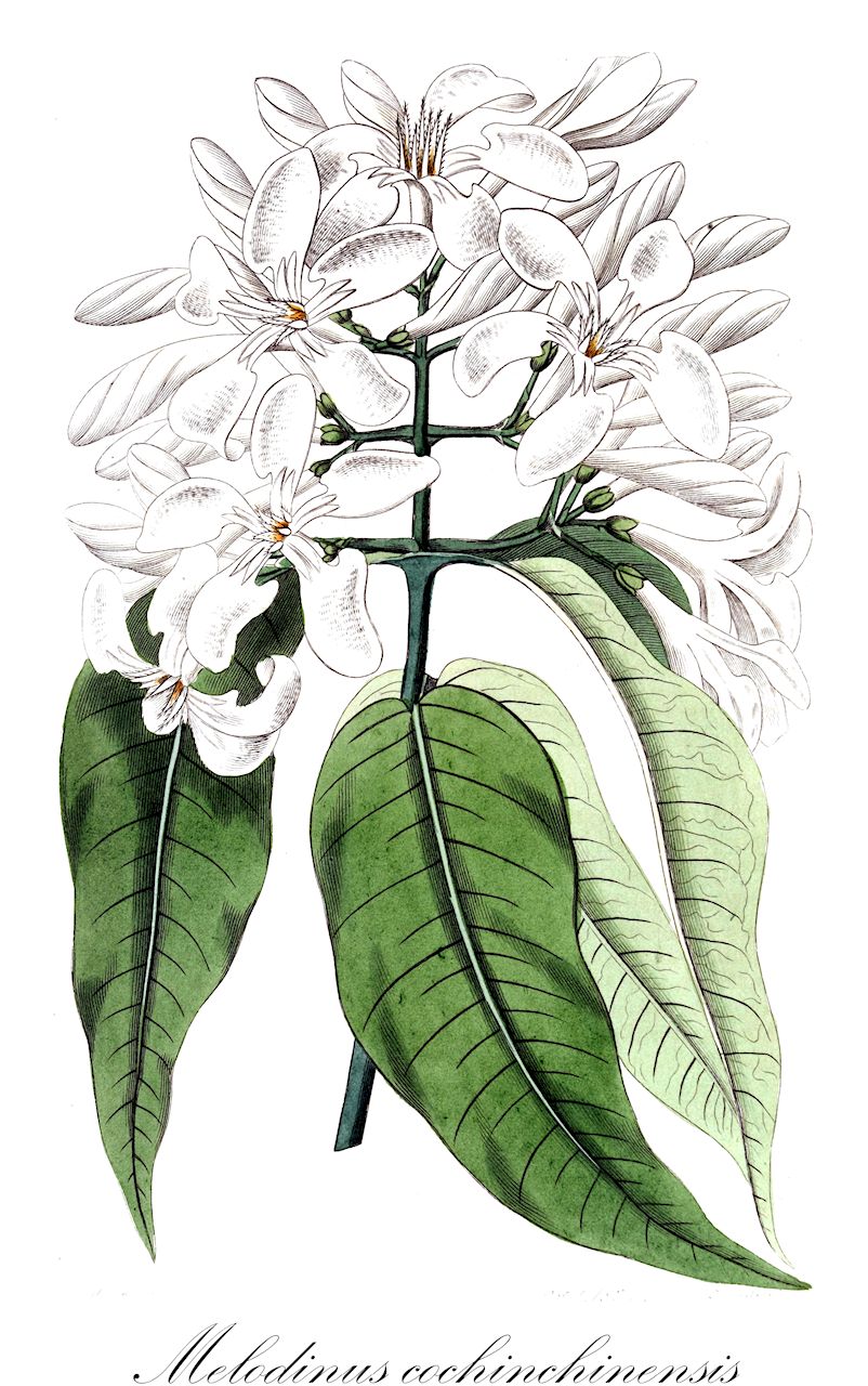 Melodinus cochinchinensis - Apocynaceae,Plantae,Pteridobiotina,Angiosperms,Gentianales,Apocynaceae,Melodinus,Melodinus cochinchinensis,Echaltium piscidium, Lycimnia suaveolens, Melodinus annamensis, Melodinus crassipetalus, Melodinus guignardii, Melodinus henryi, Melodinus jumellei, Melodinus khasianus, Melodinus laetus, Melodinus locii, Melodinus minutiflorus, Melodinus monogynus, Melodinus myrtifolius, Melodinus oblongus, Melodinus silvaticus, Melodinus spireanus, Melodinus suaveolens, Melodinus tonkinensis, Melodinus tournieri, Nerium piscidium, Oncinus cochinchinensis, Wrightia piscidia