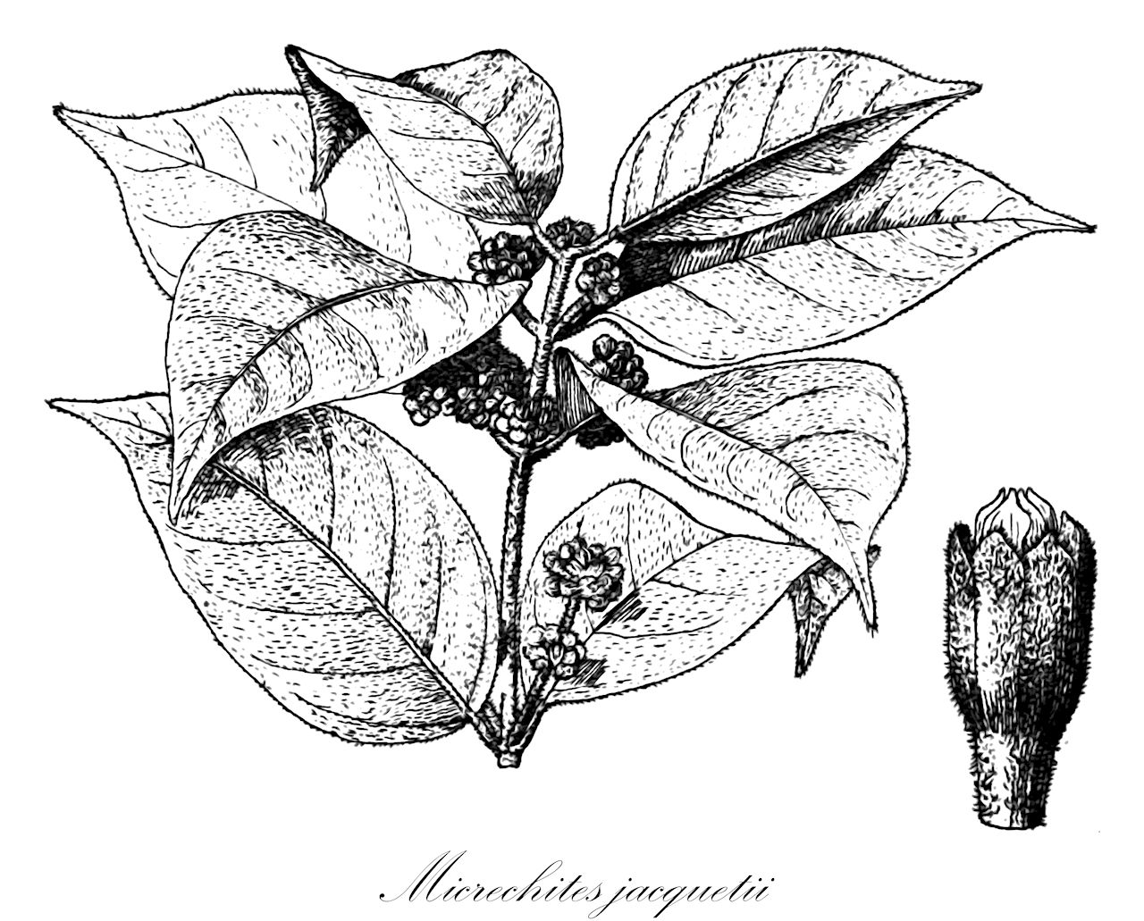 Micrechites jacquetii - Apocynaceae,Plantae,Pteridobiotina,Angiosperms,Gentianales,Apocynaceae,Micrechites,Micrechites jacquetii,Ichnocarpus jacquetii, Ichnocarpus oliganthus