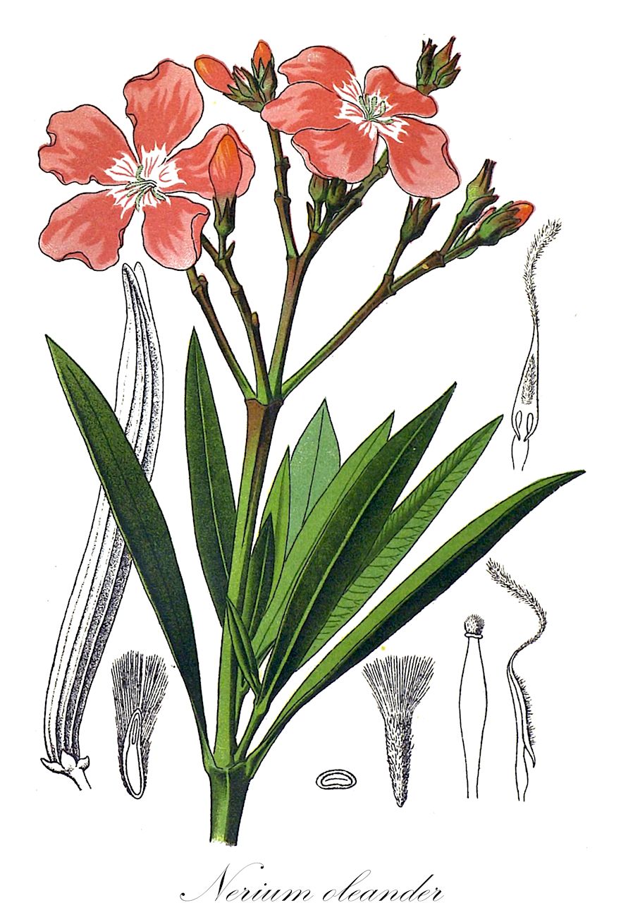 Nerium oleander - Apocynaceae,Plantae,Pteridobiotina,Angiosperms,Gentianales,Apocynaceae,Nerium,Nerium oleander,Nerion oleandrum, Nerium carneum, Nerium flavescens, Nerium floridum, Nerium grandiflorum, Nerium indicum, Nerium indicum f. leucanthum, Nerium indicum subsp. kotschyi, Nerium indicum var. leucanthum, Nerium indicum var. lutescens, Nerium indicum var. plenum, Nerium japonicum, Nerium kotschyi, Nerium latifolium, Nerium lauriforme, Nerium luteum, Nerium mascatense, Nerium odoratissimum, Nerium odoratum, Nerium odorum, Nerium oleander subsp. kurdicum, Nerium oleander var. indicum, Nerium splendens, Nerium thyrsiflorum, Nerium verecundum, Oleander indica, Oleander vulgaris,Gewöhnlicher Oleander;laurier rose;oléandre;nérion;laurelles;laurose;nérier à feuilles de laurier;nérion laurier-rose;rhododendron de Pline;rosage;laurel rosa;abelfa;adelfa;baladre;hierba mala;narciso;rosa de berberia;rosa laurel;valadre;oleandro;lauro roseo;mazza cavallo;mazza di San Giuseppe;oleander;sevadilha;loendro;espirradeira;adelfo;alandro;aloendro;cevadilha;eloendro;loendreira;loureiro-rosa;nério;oleandro;oloendro;savadilha-bastarda;олеандр;zakkum;leandër;baladre;llorer ral;oleandar;oleander;oleander pospolity;kadeinaru;misesusuwanson;seiyôkyôchikutô;カデイナル;セイヨウキョウチクトウ;ミセススワンソン;navadni oleander;олеандр звичайний;обикновен зокум;harduf hannechalim;הַרְדּוּף הַנְּחָלִים;الدفلة;Rivinus viooltje;αοράφηνα;αριοδάφνη;δουράφα;ζουκούμι;νήριον ολέανδρος;πικροδάφνη οδοδάφνη;πικροφυλλάδα;σφάκα;τούρκικο τριαντάφυλλον;φυλλάδα;ψωροδάφνη;jiā zhú táo shǔ;夹竹桃属