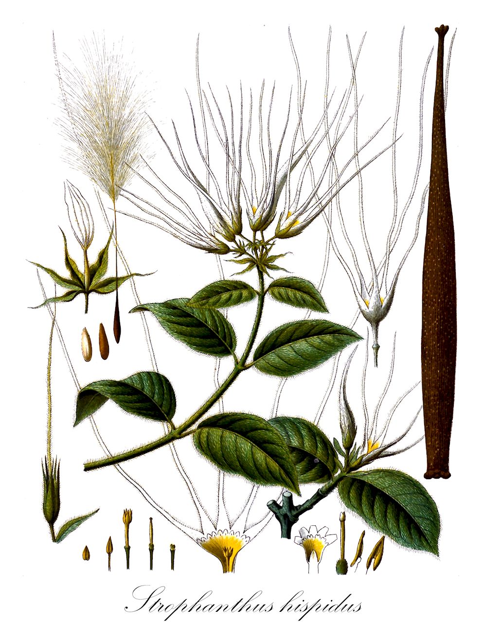 Strophanthus hispidus - Apocynaceae,Plantae,Pteridobiotina,Angiosperms,Gentianales,Apocynaceae,Strophanthus,Strophanthus hispidus,Strophanthus bariba, Strophanthus hirtus, Strophanthus niger, Strophanthus tchabe, Strophanthus thierryanus