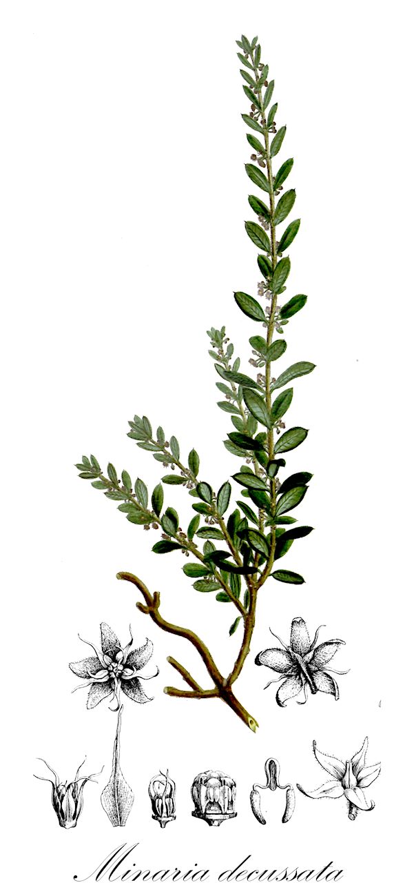 Minaria decussata - Apocynaceae,Plantae,Pteridobiotina,Angiosperms,Gentianales,Apocynaceae,Minaria,Minaria decussata,Ditassa decussata, Ditassa passerinoides