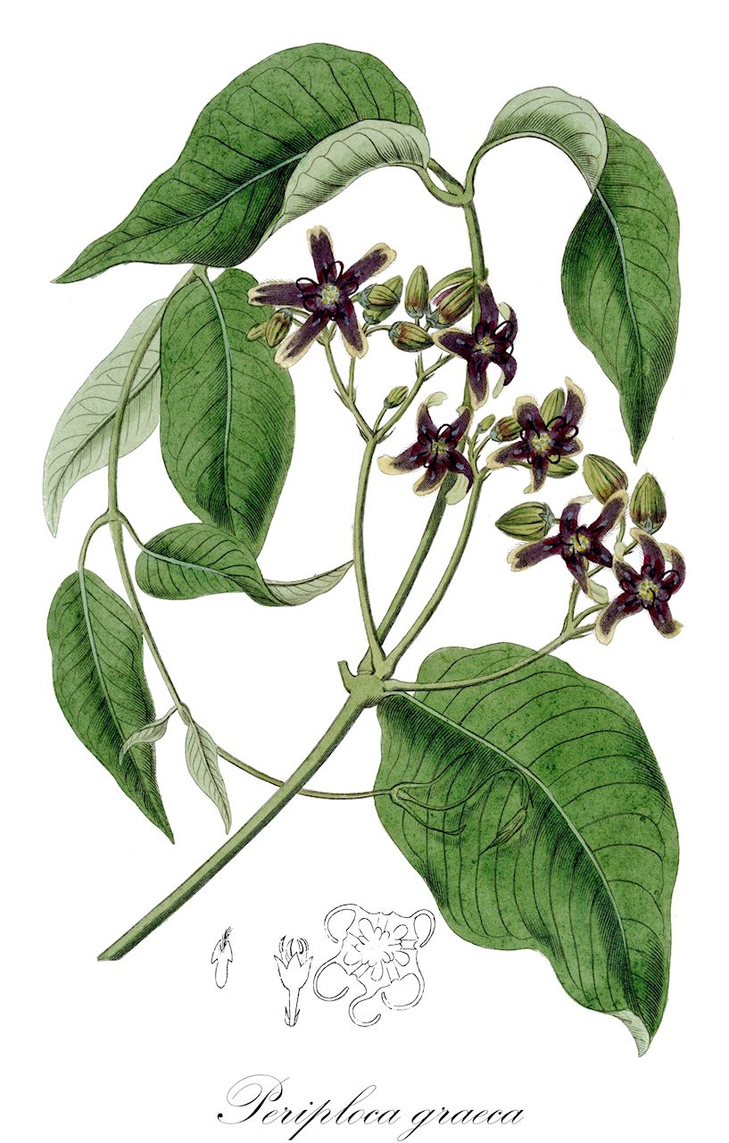 Periploca graeca - Apocynaceae,Plantae,Pteridobiotina,Angiosperms,Gentianales,Apocynaceae,Periploca,Periploca graeca,Asclepias dioscoridis, Periploca laeta, Periploca maculata,Griechische Baumschlinge;périploca de Grèce;bourreau des arbres;périploque;periploca;periploca greca;periploca maggiore;обвойник греческий;garipler urganı;shtalpër;shtalpra;periploca grega;grčka luštrika;görögtekercs;svidna grécka;обвійник грецький;гърбач;chalbiv yevani;חַלְבִּיב יְוָנִי;siġra tal-ħarir;περιπλοκάς γραική