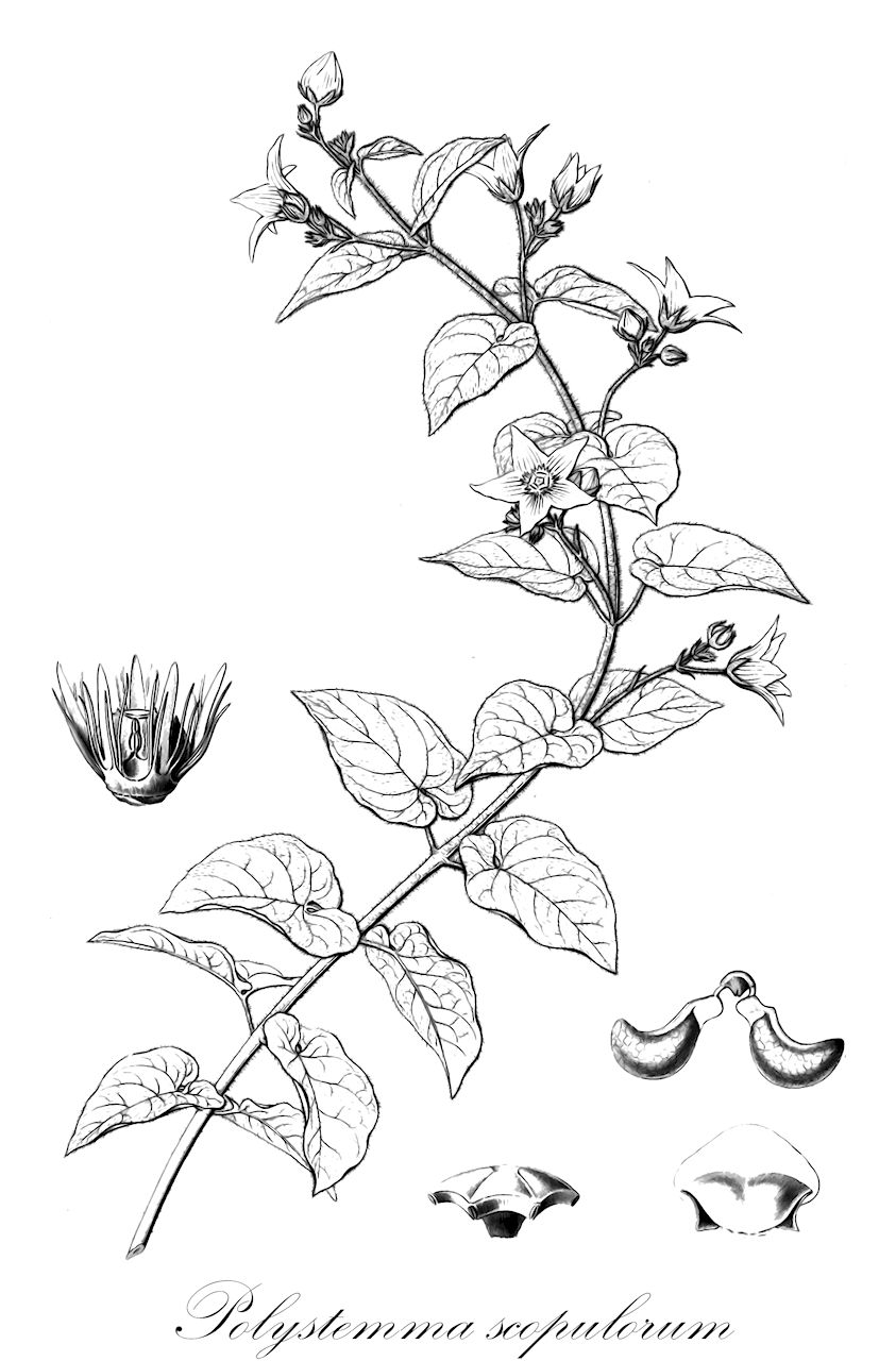 Polystemma scopulorum - Apocynaceae,Plantae,Pteridobiotina,Angiosperms,Gentianales,Apocynaceae,Polystemma,Polystemma scopulorum,Matelea decaisnei, Matelea rupestris, Matelea scopulorum, Polystemma rupestre, Polystemma viridiflora