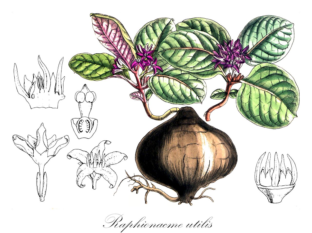 Raphionacme utilis - Apocynaceae,Plantae,Pteridobiotina,Angiosperms,Gentianales,Apocynaceae,Raphionacme,Raphionacme utilis