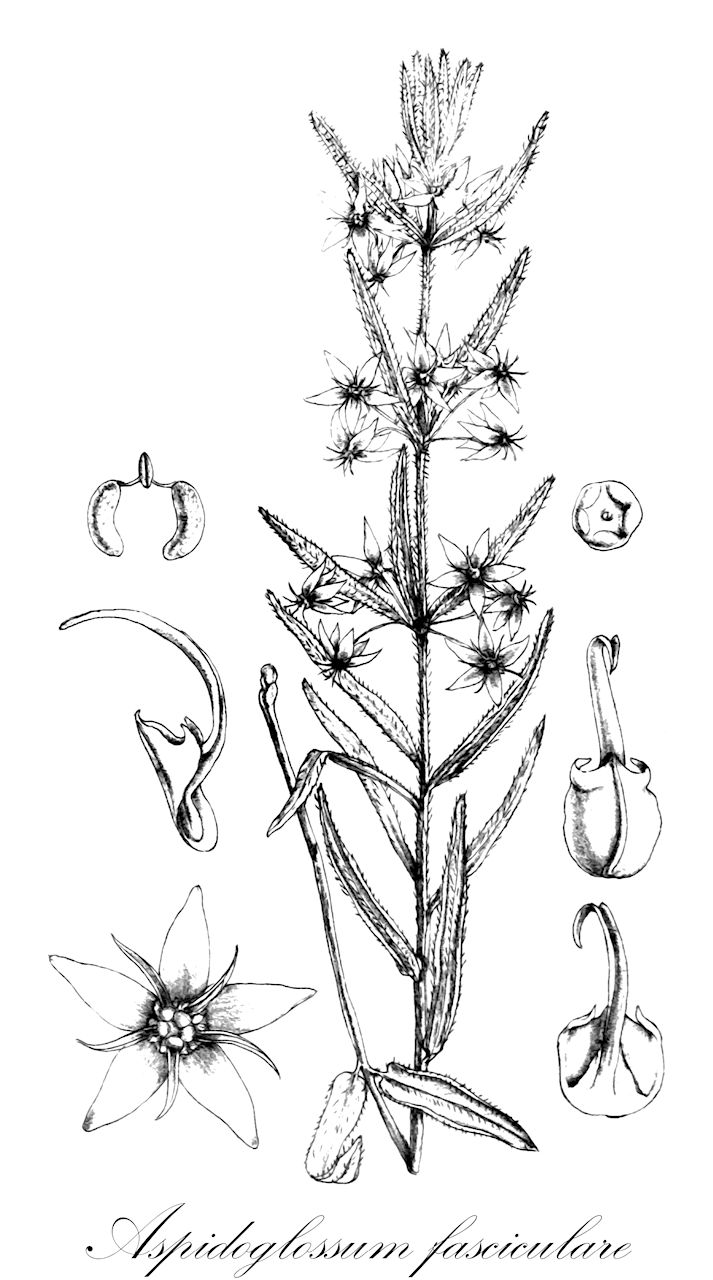 Aspidoglossum fasciculare - Apocynaceae,Plantae,Pteridobiotina,Angiosperms,Gentianales,Apocynaceae,Aspidoglossum,Aspidoglossum fasciculare,Schizoglossum ciliatum, Schizoglossum fasciculare