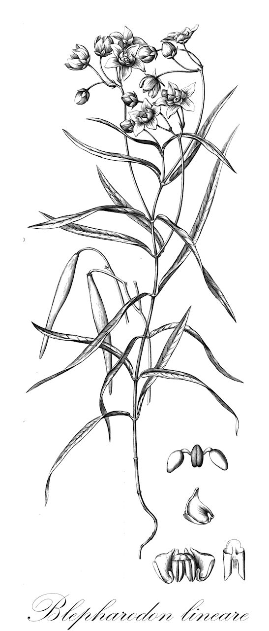 Blepharodon lineare - Apocynaceae,Plantae,Pteridobiotina,Angiosperms,Gentianales,Apocynaceae,Blepharodon,Blepharodon lineare,Matelea linearis, Nephradenia linearis