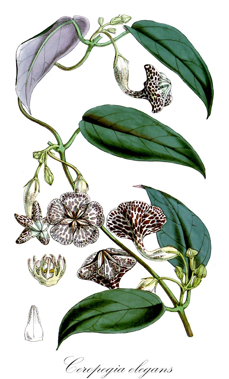 Ceropegia elegans - Apocynaceae,Plantae,Pteridobiotina,Angiosperms,Gentianales,Apocynaceae,Ceropegia,Ceropegia elegans,Ceropegia elegans var. gardneri, Ceropegia elegans var. walkerae, Ceropegia ledgeri, Ceropegia mysorensis, Ceropegia similis, Ceropegia sphenanantha, Ceropegia sphenanthera, Ceropegia walkerae