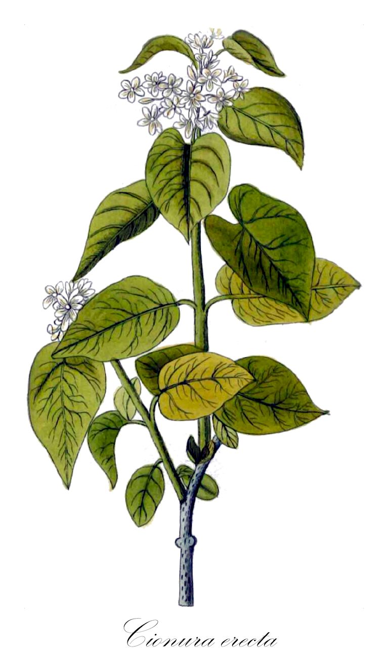 Cionura erecta - Apocynaceae,Plantae,Pteridobiotina,Angiosperms,Gentianales,Apocynaceae,Cionura,Cionura erecta,Cynanchum erectum, Cynanchum pallidum, Cynanchum procumbens, Cynanchum rectum, Koelreuteria completa, Koelreuteria incompleta, Koelreuteria procumbens, Marsdenia erecta, Pergularia erecta,Cionurie;cionura;ционура прямостоячая;spec i egër;vrokth
