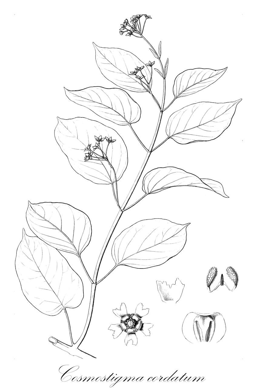 Cosmostigma cordatum - Apocynaceae,Plantae,Pteridobiotina,Angiosperms,Gentianales,Apocynaceae,Cosmostigma,Cosmostigma cordatum,Asclepias racemosa, Cosmostigma acuminatum, Cosmostigma racemosum var. glandulosum, Hemidesmus cordatus, Tylophora punctata