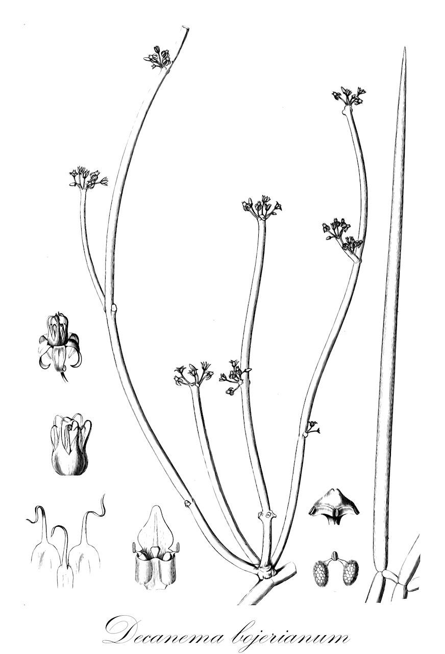 Decanema bojerianum - Apocynaceae,Plantae,Pteridobiotina,Angiosperms,Gentianales,Apocynaceae,Decanema,Decanema bojerianum,Asclepias aphylla