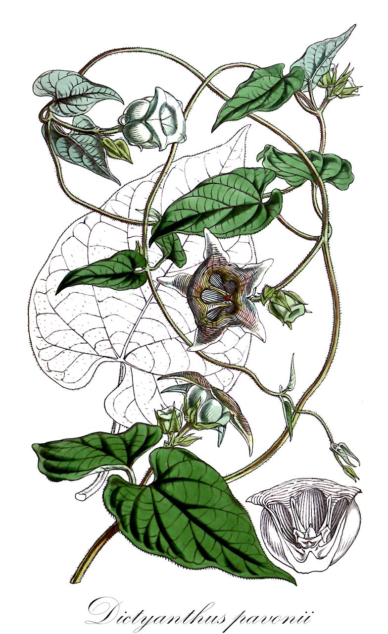 Dictyanthus pavonii - Apocynaceae,Plantae,Pteridobiotina,Angiosperms,Gentianales,Apocynaceae,Dictyanthus,Dictyanthus pavonii,Dictyanthus campanulatus, Dictyanthus stapeliiflorus, Matelea pavonii