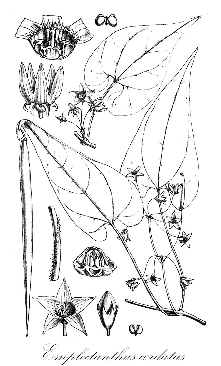 Emplectanthus cordatus - Apocynaceae,Plantae,Pteridobiotina,Angiosperms,Gentianales,Apocynaceae,Emplectanthus,Emplectanthus cordatus