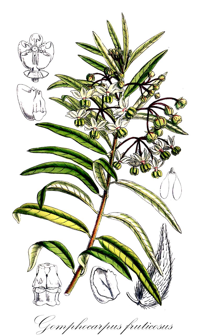 Gomphocarpus fruticosus - Apocynaceae,Plantae,Pteridobiotina,Angiosperms,Gentianales,Apocynaceae,Gomphocarpus,Gomphocarpus fruticosus,Asclepias fruticosa, Asclepias salicifolia,Strauchige Seidenpflanze;gomphocarpe;asclépiade fruticuleuse;faux cotonnier;gomphocarpe fruticuleux;árbol de la seda;mata de la seda;miraguano;albero della seta;albera della seta;falso cotone;lino dell'India;algodeiro-falso;árvore-da-seda;sedas;sumaúma;sumaúma-bastarda;харг кустарниковый;pamuk ağacı;gomfokarp;seder;svila;fûsen-dama-no-ki;fûsen-tôwata;フウセンダマノキ;フウセントウワタ;γομφόκαρπος θαμνώδης;ding tou guo;钉头果