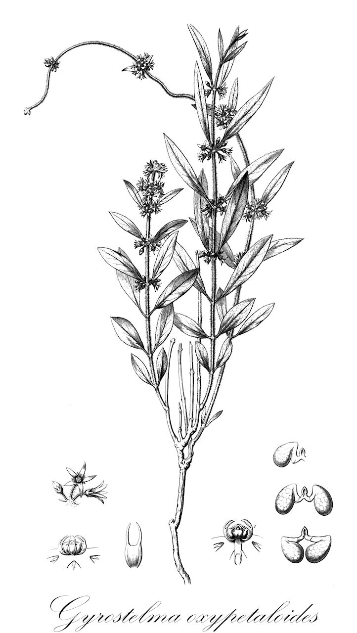 Gyrostelma oxypetaloides - Apocynaceae,Plantae,Pteridobiotina,Angiosperms,Gentianales,Apocynaceae,Gyrostelma,Gyrostelma oxypetaloides,Matelea oxypetaloides, Matelea oxypetaloides var. grazielae